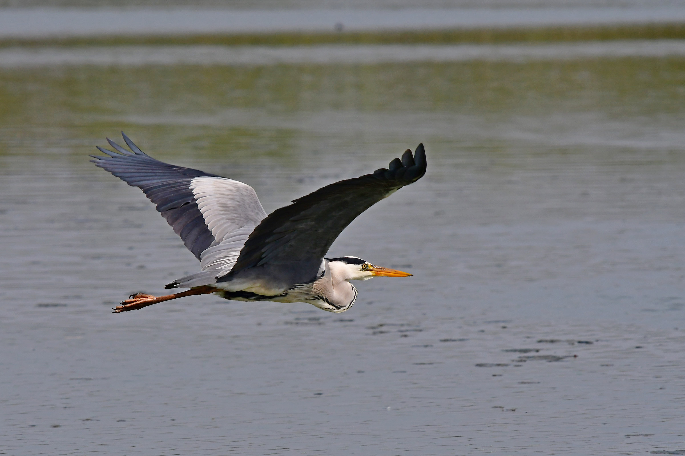 Heron flight grazing Cenrino