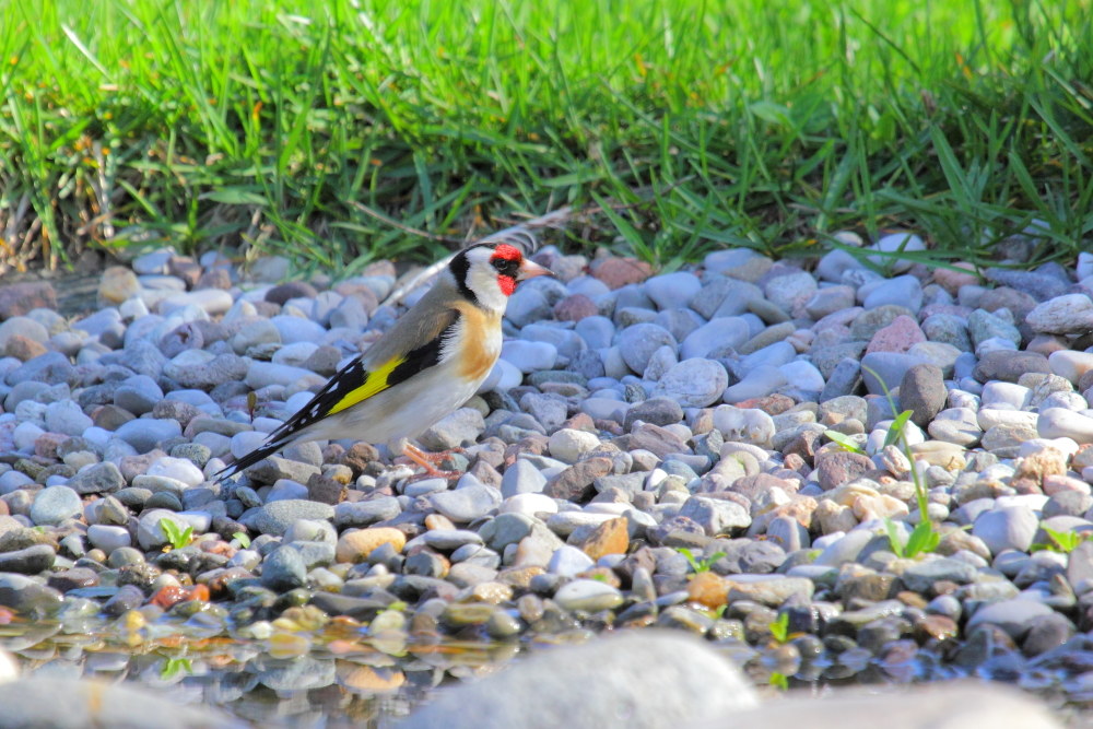 Cardellino (Carduelis carduelis )