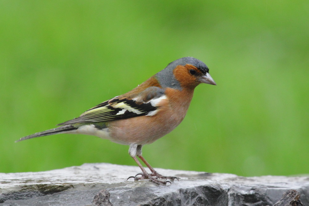 Fringuello comune  (Fringilla coelebs)