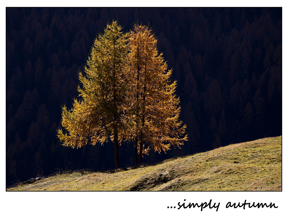 Simply autumn