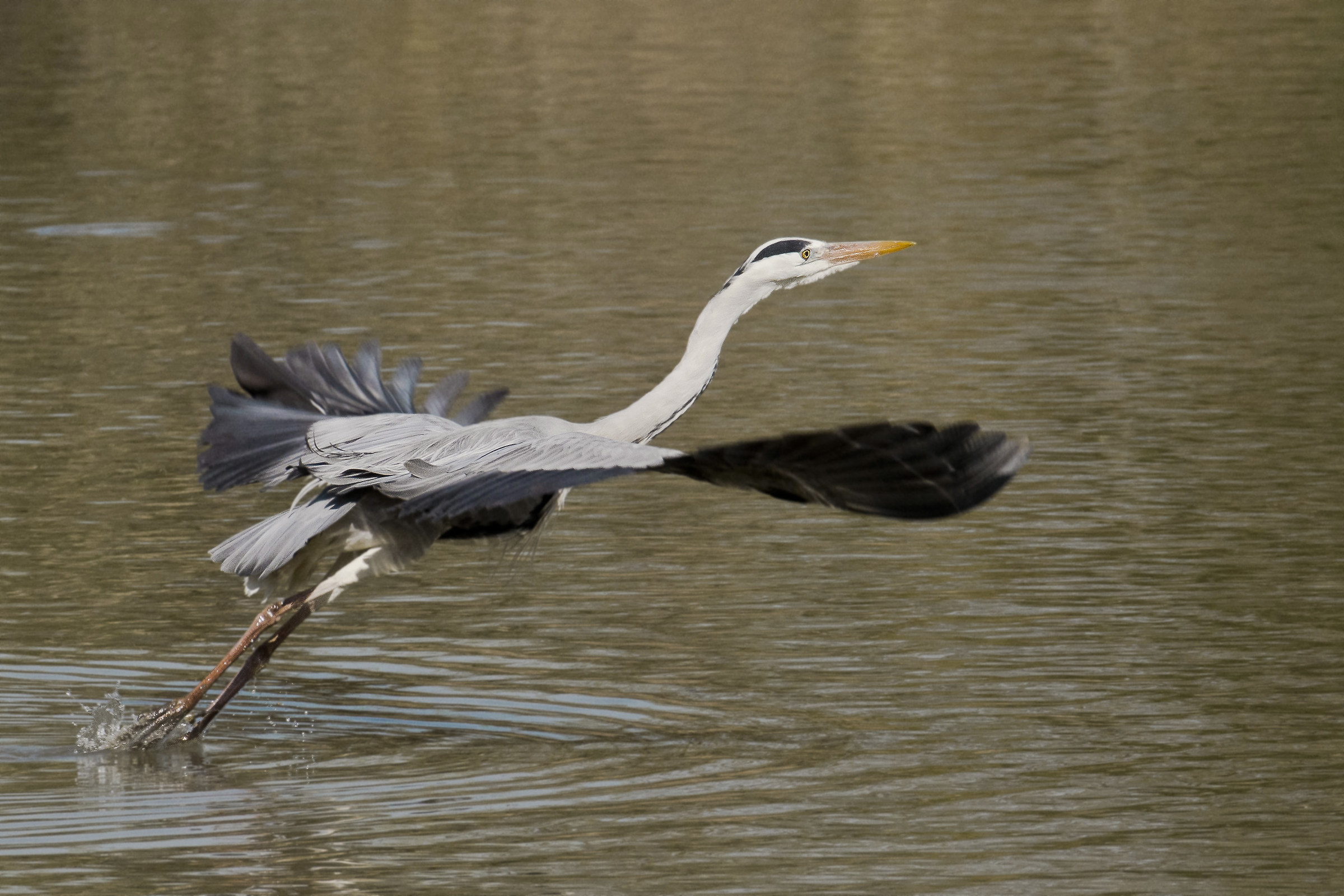 Heron on takeoff