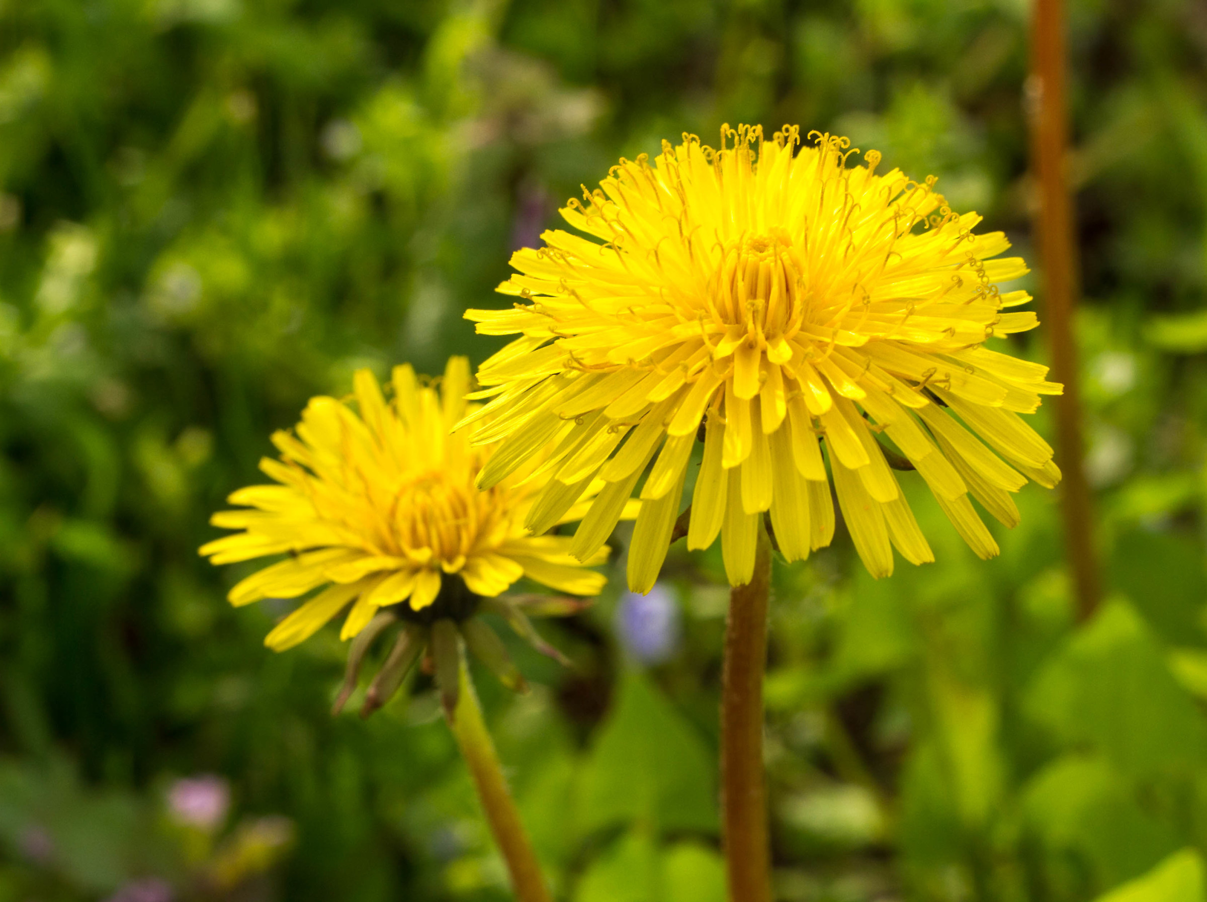 Un fiore può dare molto