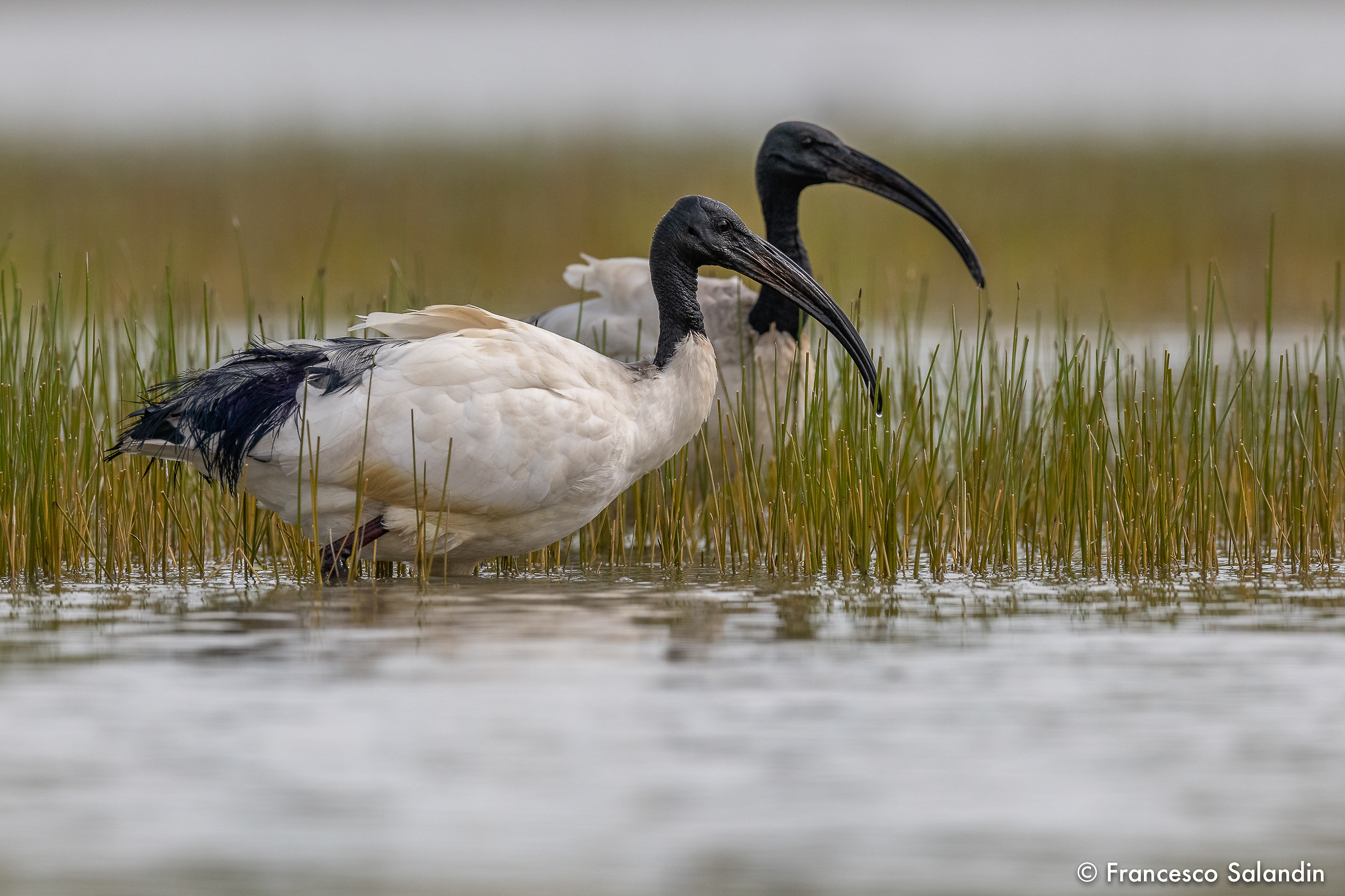 Ibis Sacro (Threskiornis)