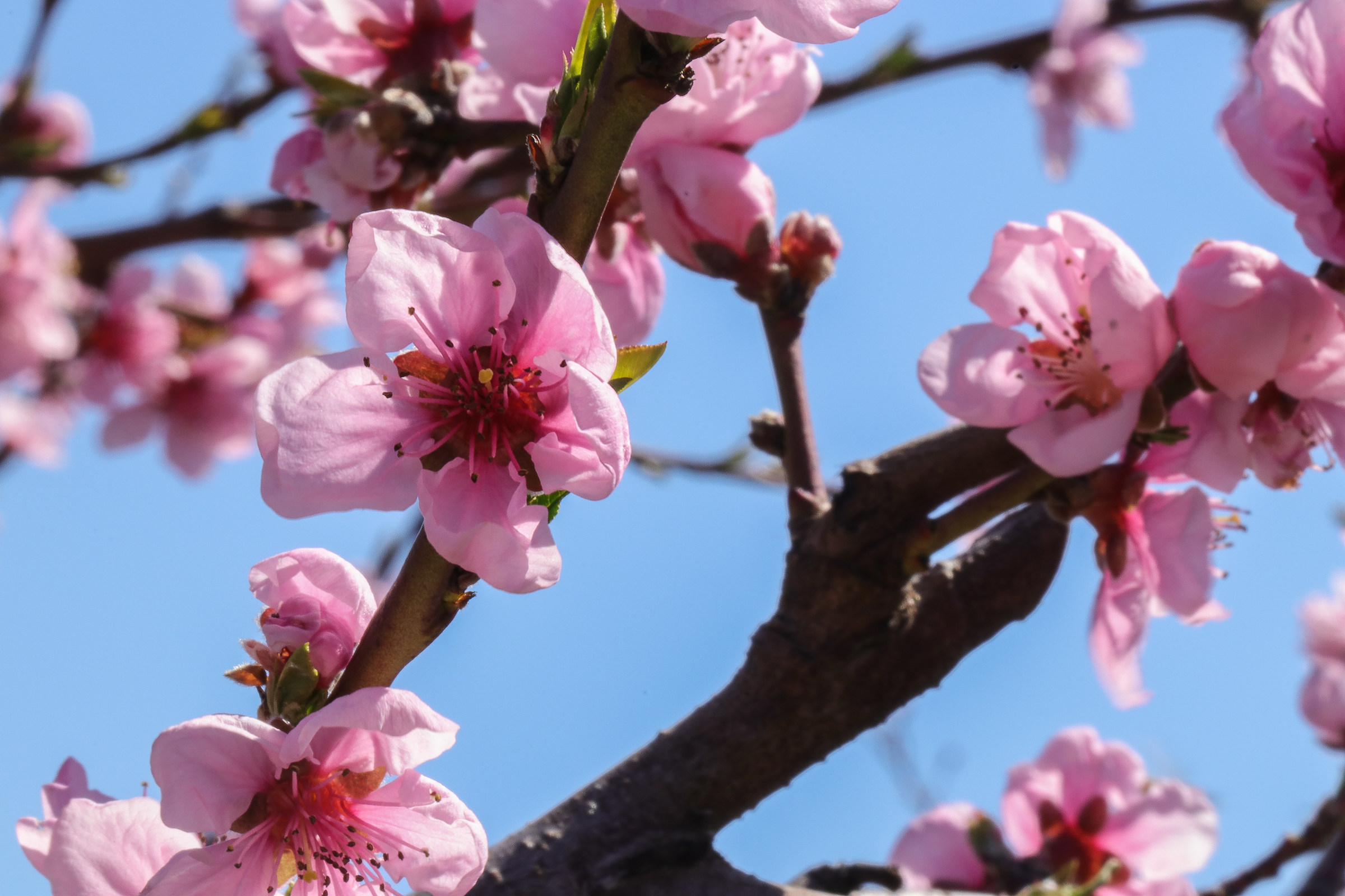 Primi fiori di primavera