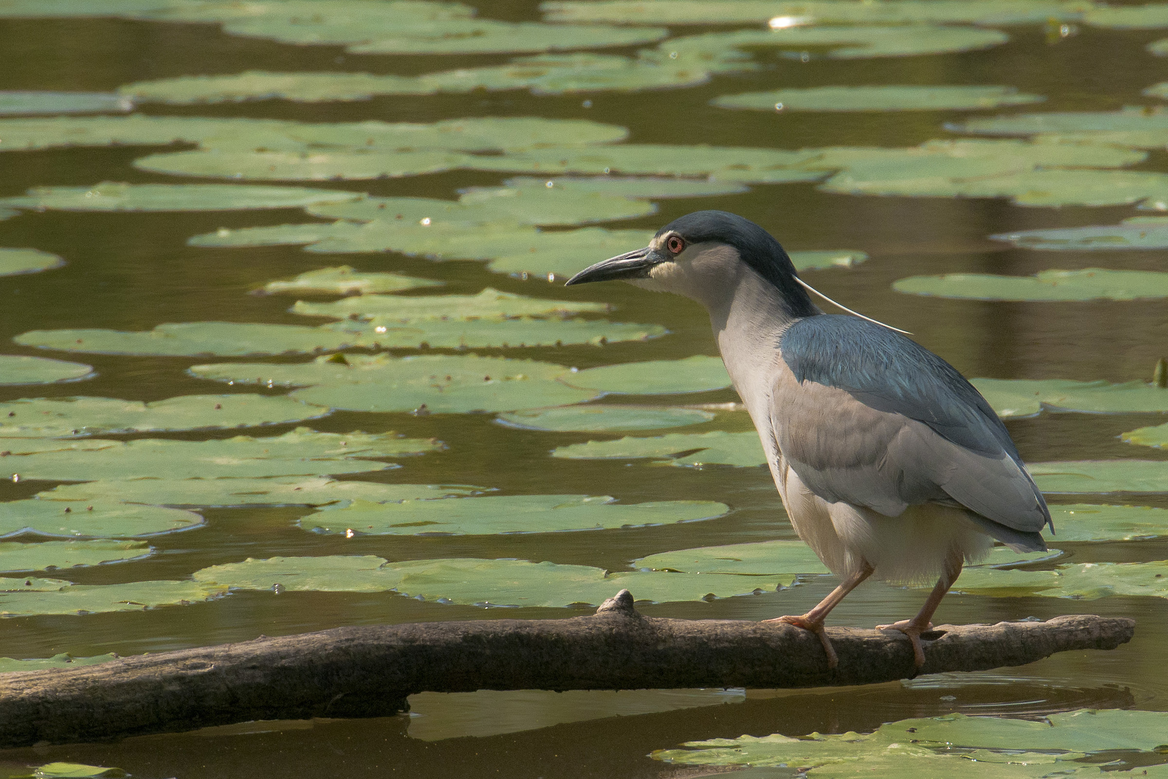 Night Heron (Nycticorax nycticorax)