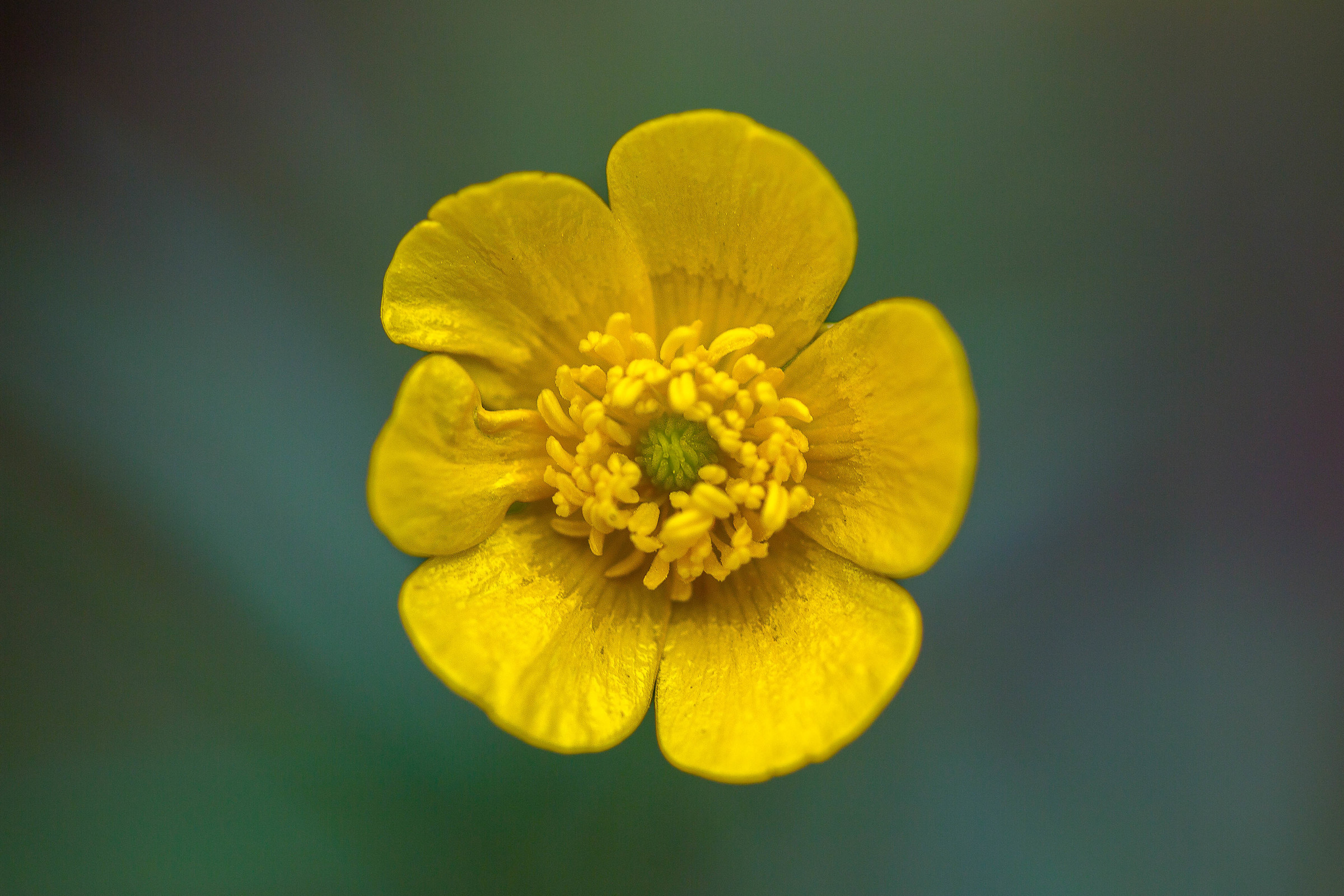 Common Buttercup (Ranunculus acris)
