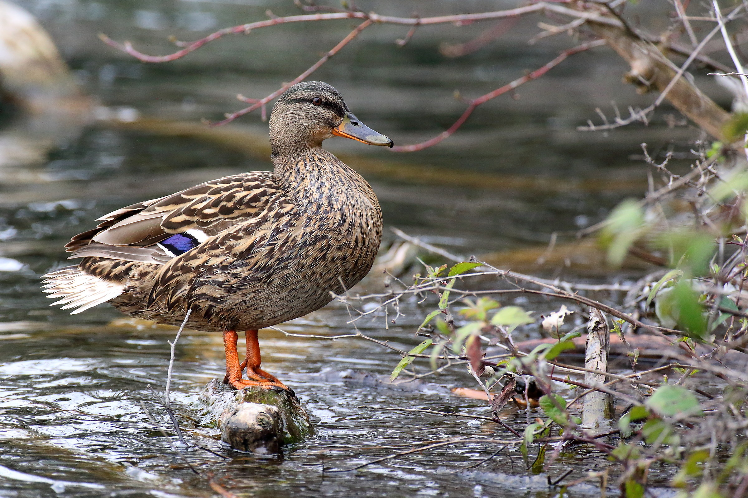 Female Mallard