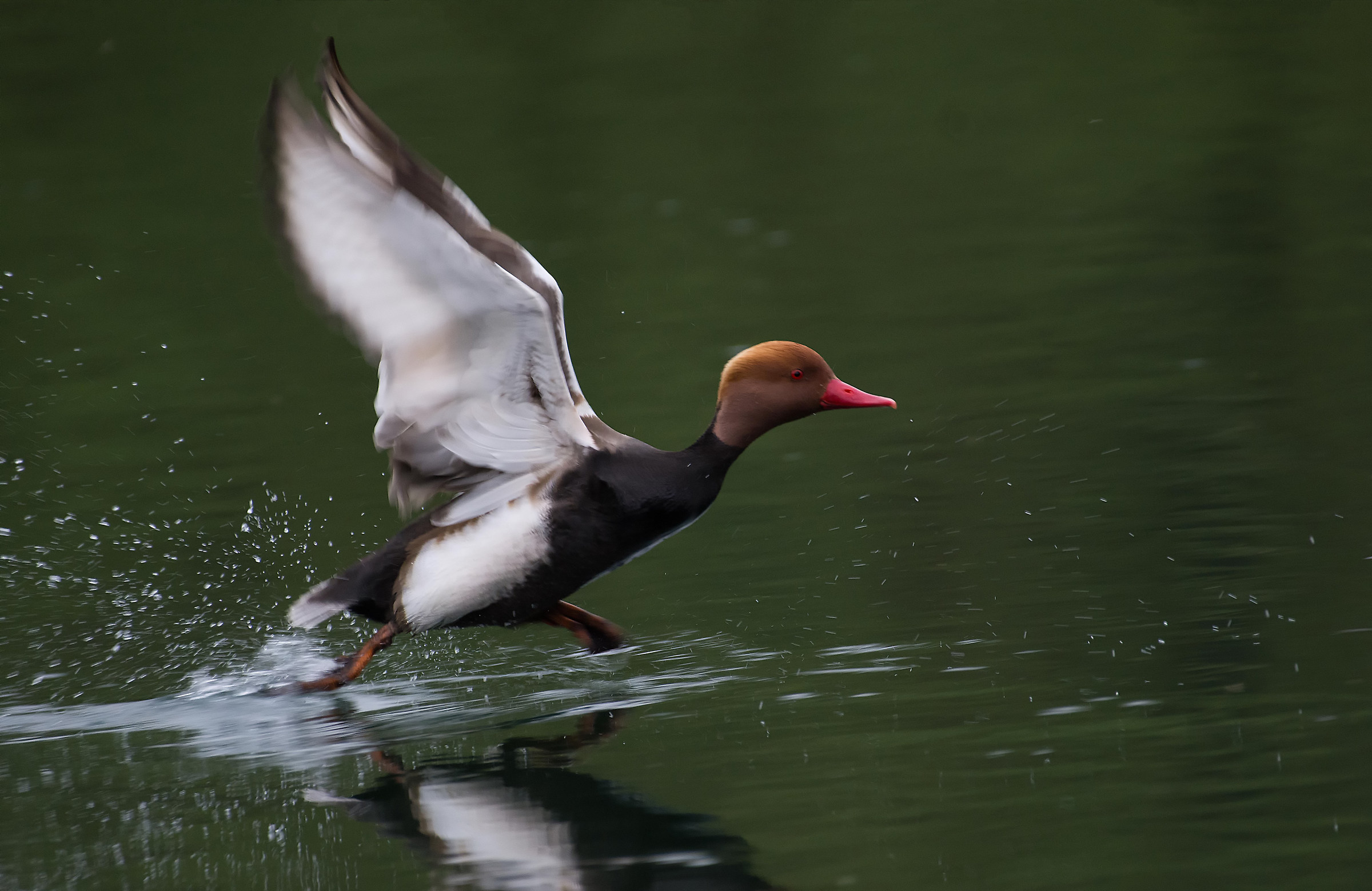 Red-crested Pochard