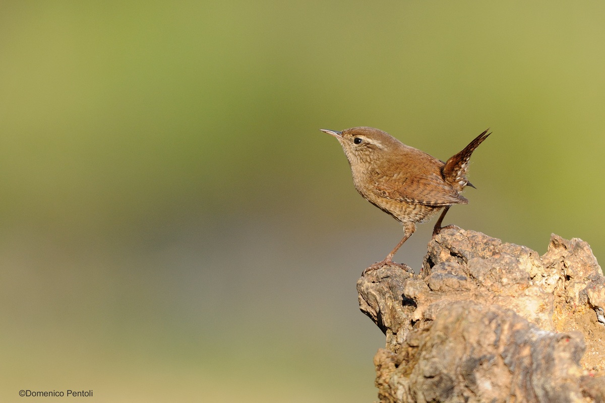 Wren
