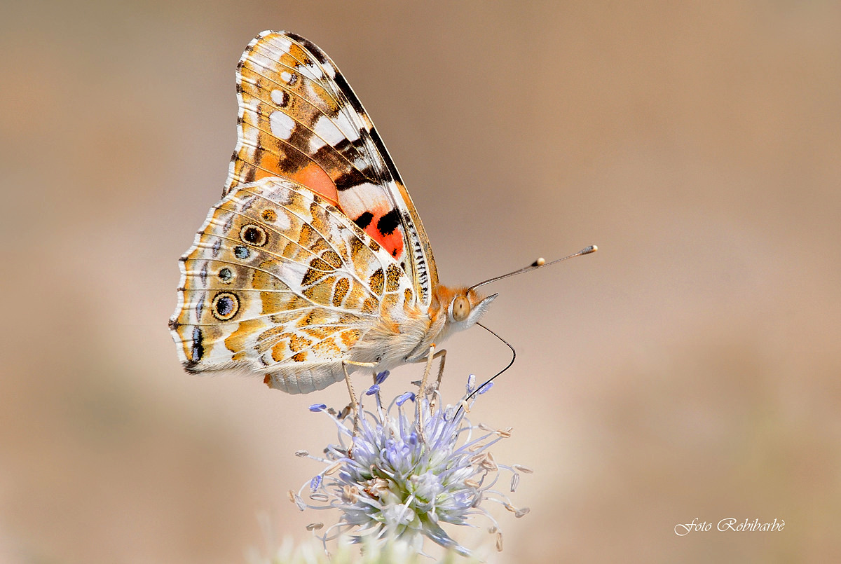 Vanessa of cardi ...