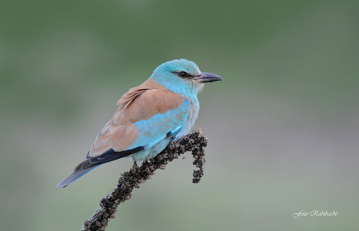 European roller ...