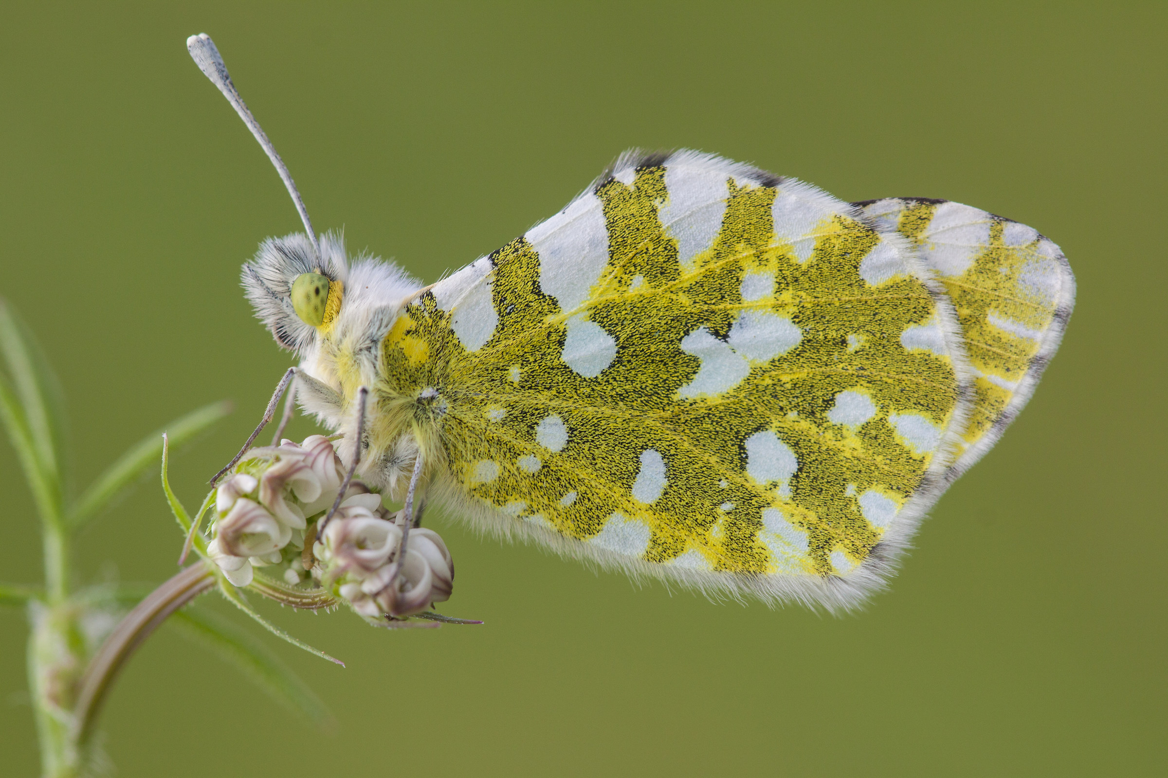 First Macro after 7 years of absence