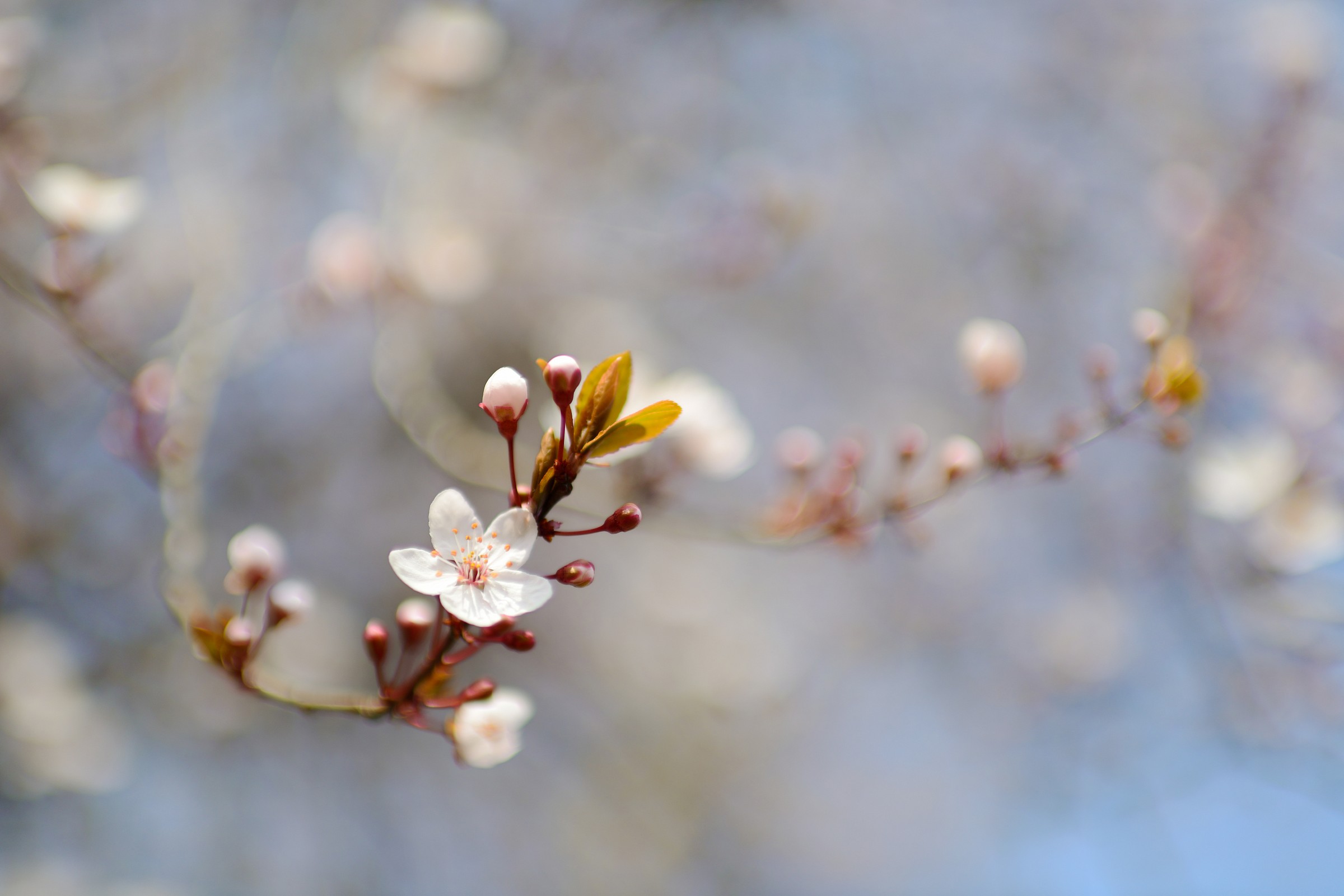 Ricordi di Primavera...