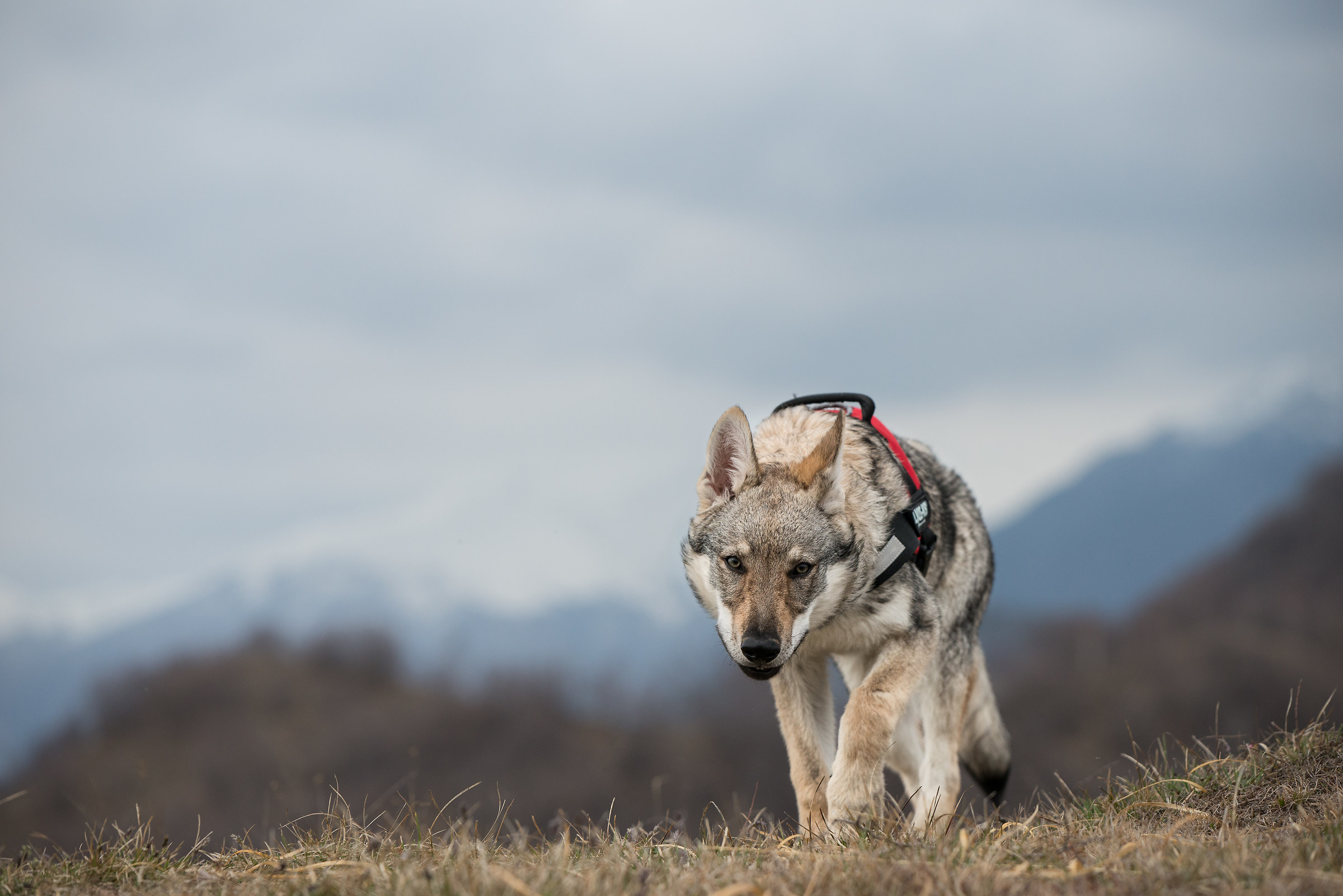 the return of the Wolf