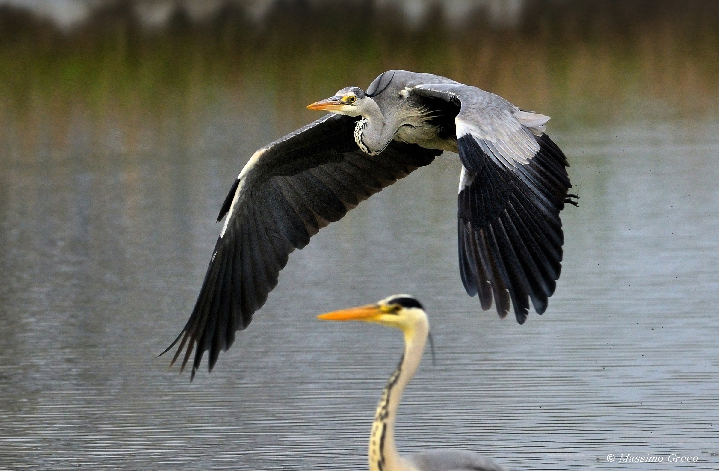 Grey heron