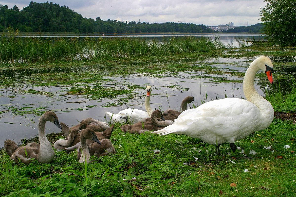 Botanical garden in Stockholm