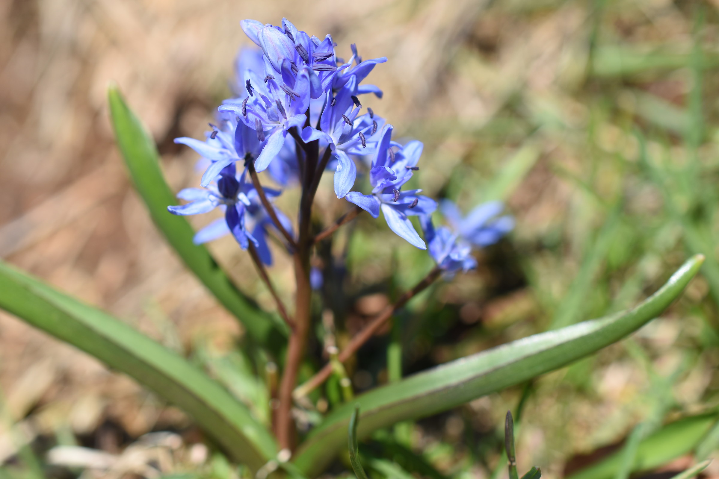 Scilla bifolia