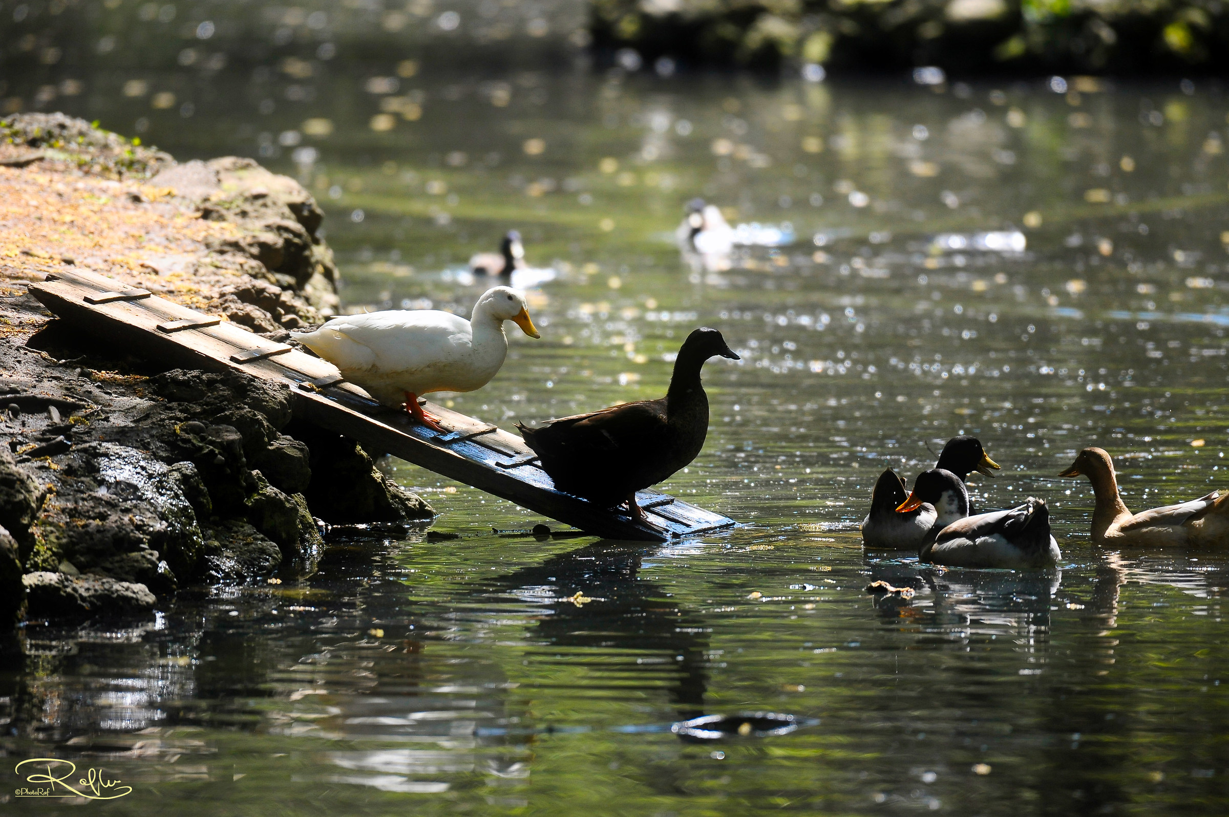 Pond of the Royal gardens. Monza