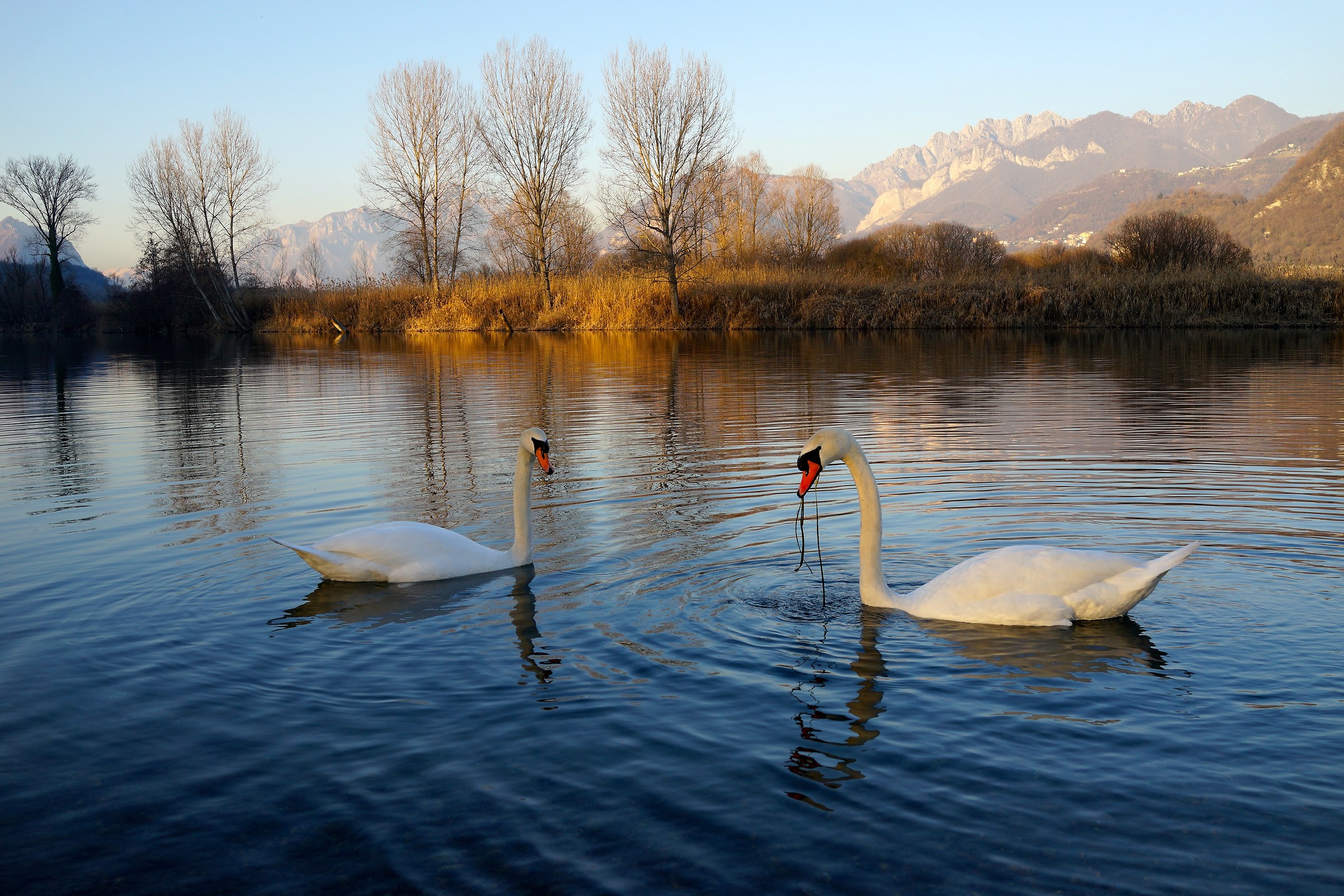 Swans dell'Adda