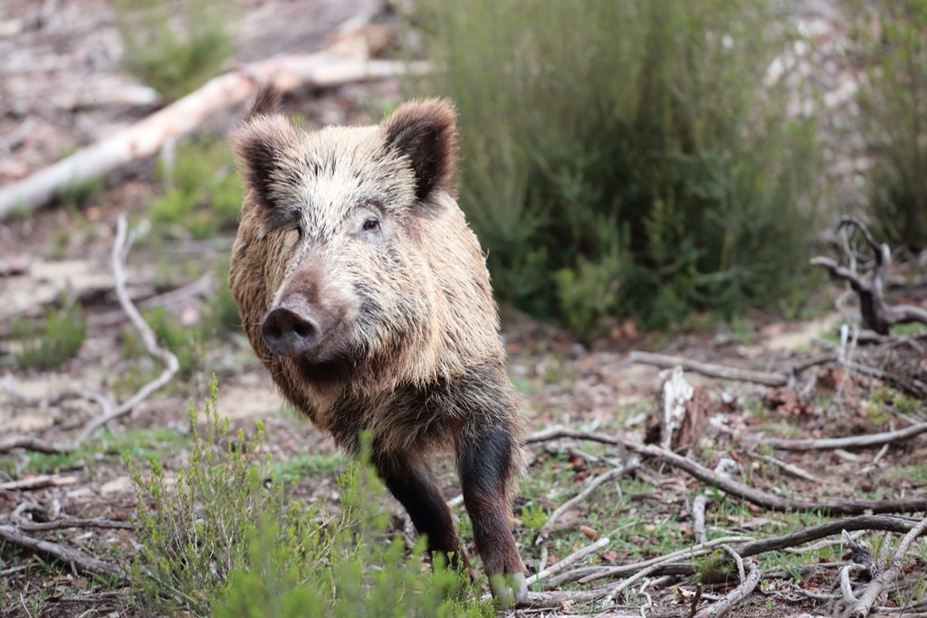 Cinghiale a San Rossore