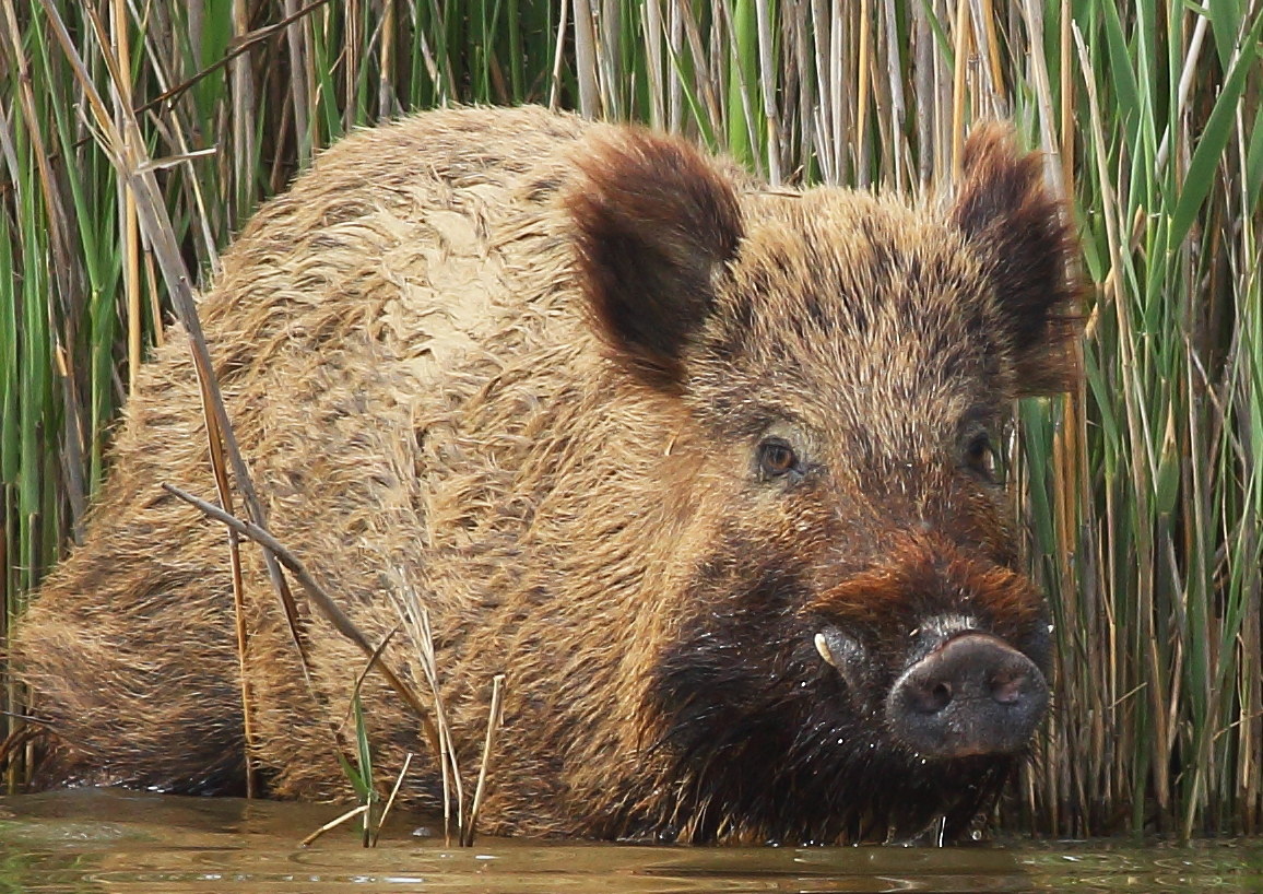 wild boar 3