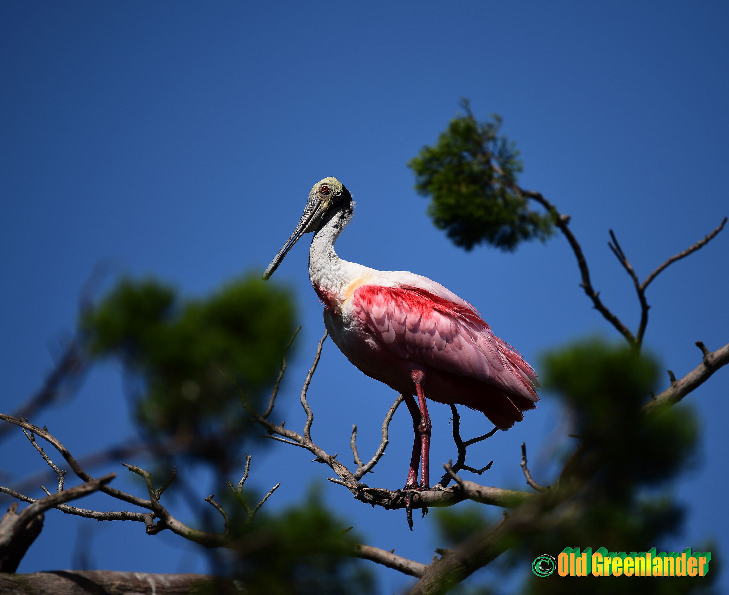 Roseatte spoonbill