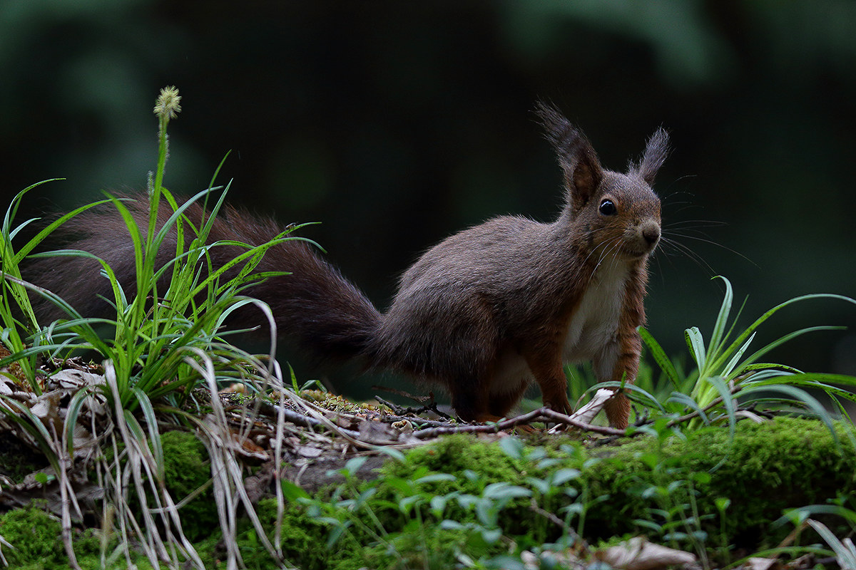 Squirrel by day