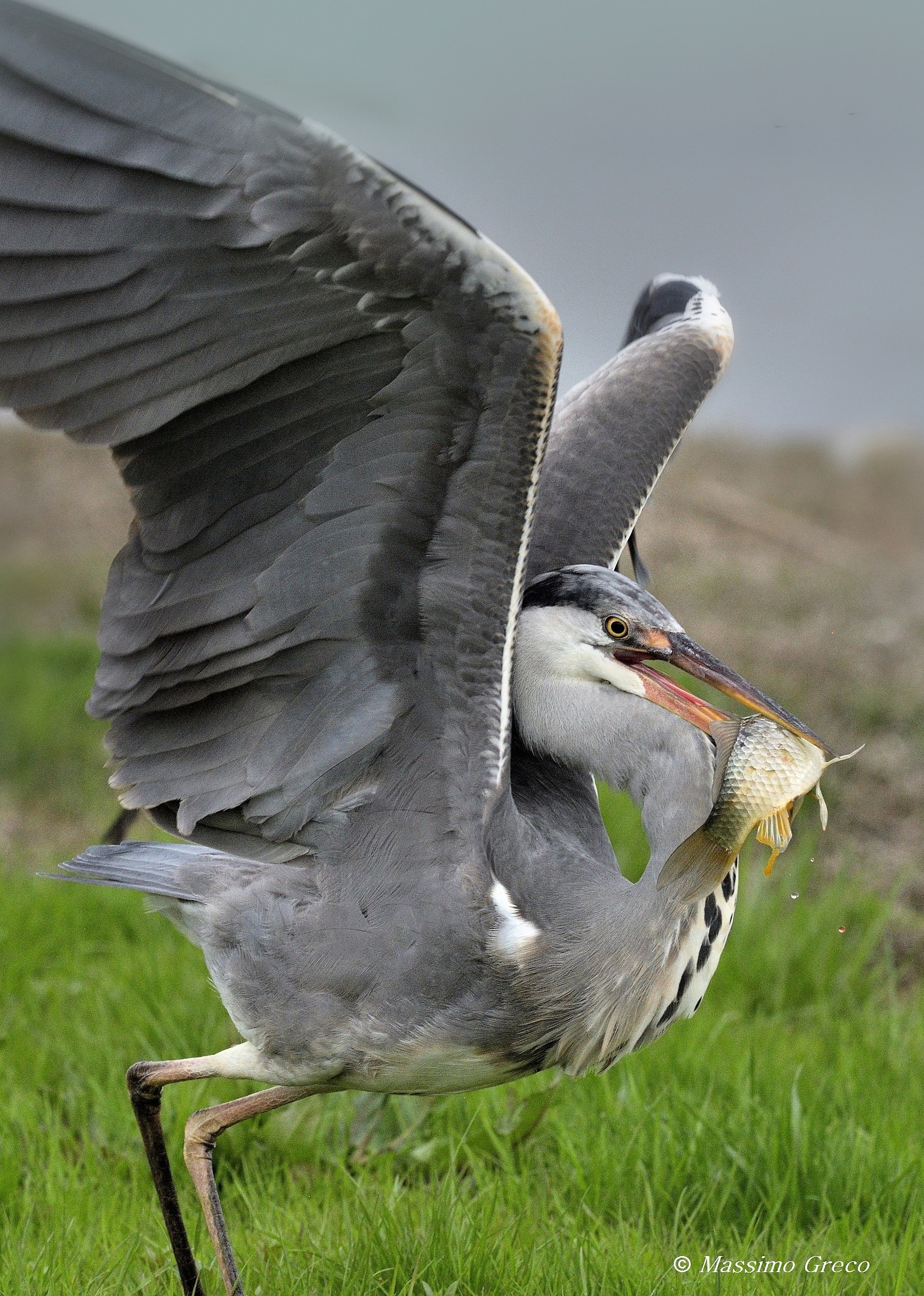 On the run with the hunted