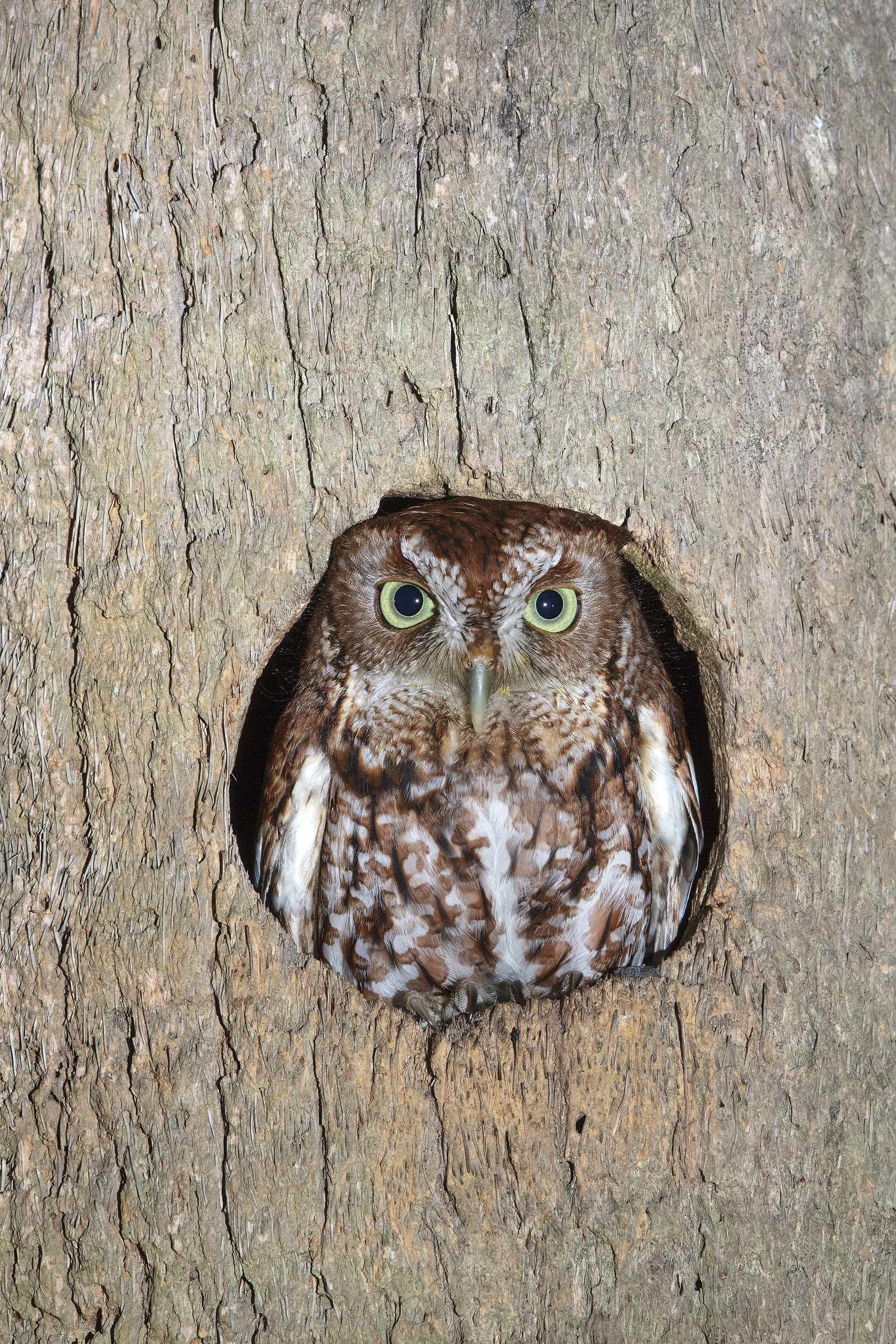 Screech Owl Red Morph