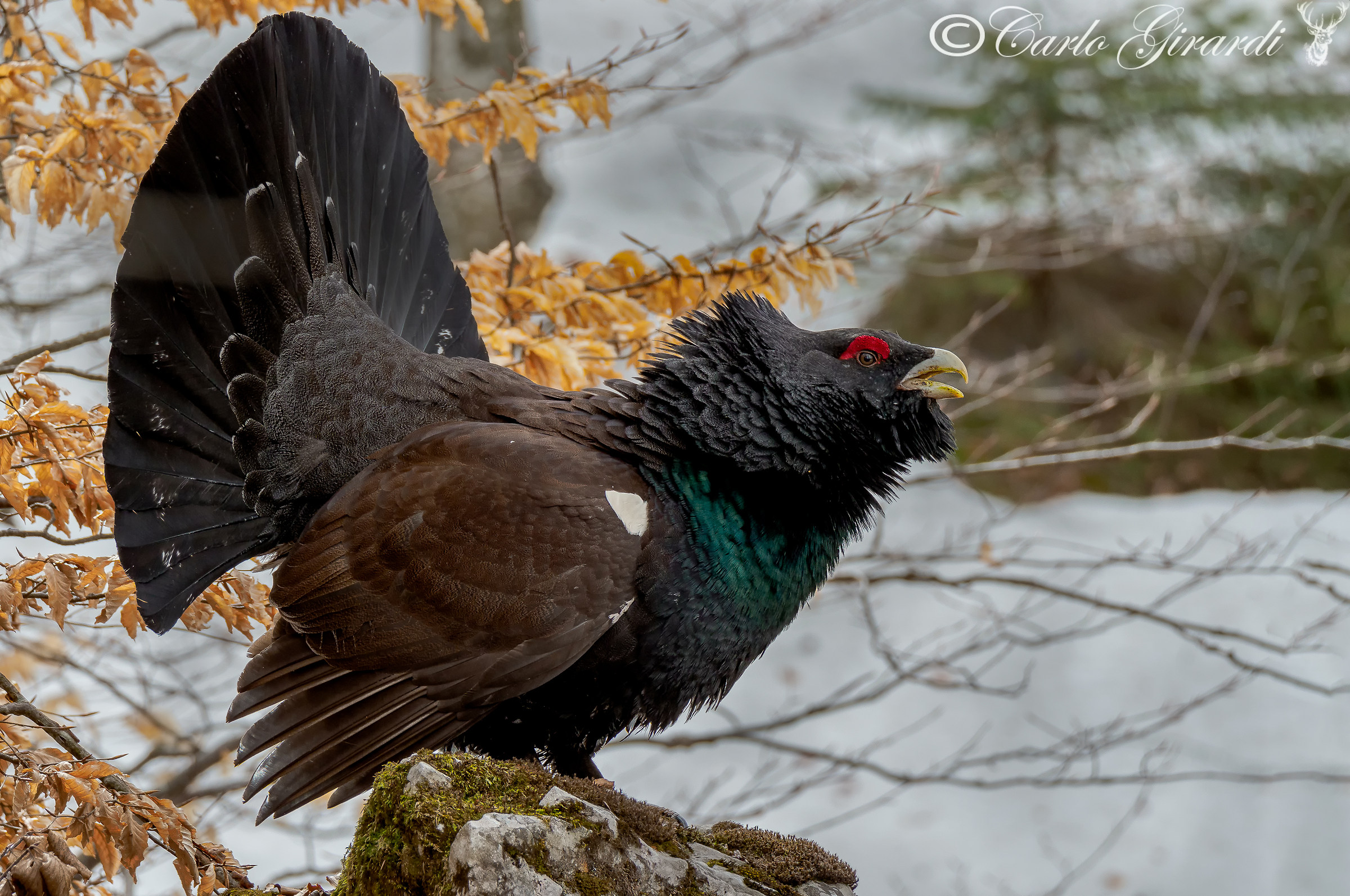 Tetrao urogallus (capercaillie)