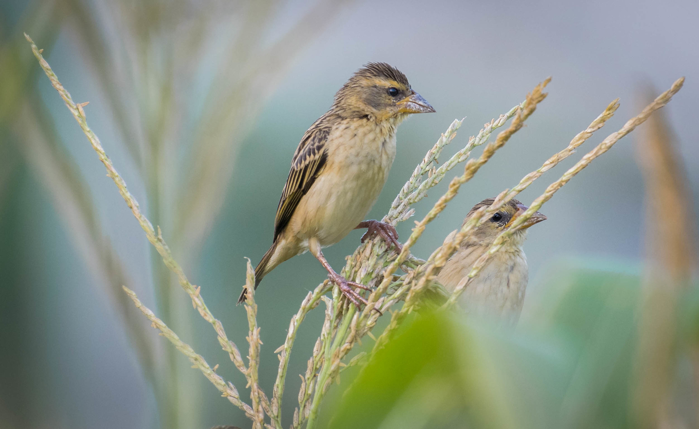 Baya weaver