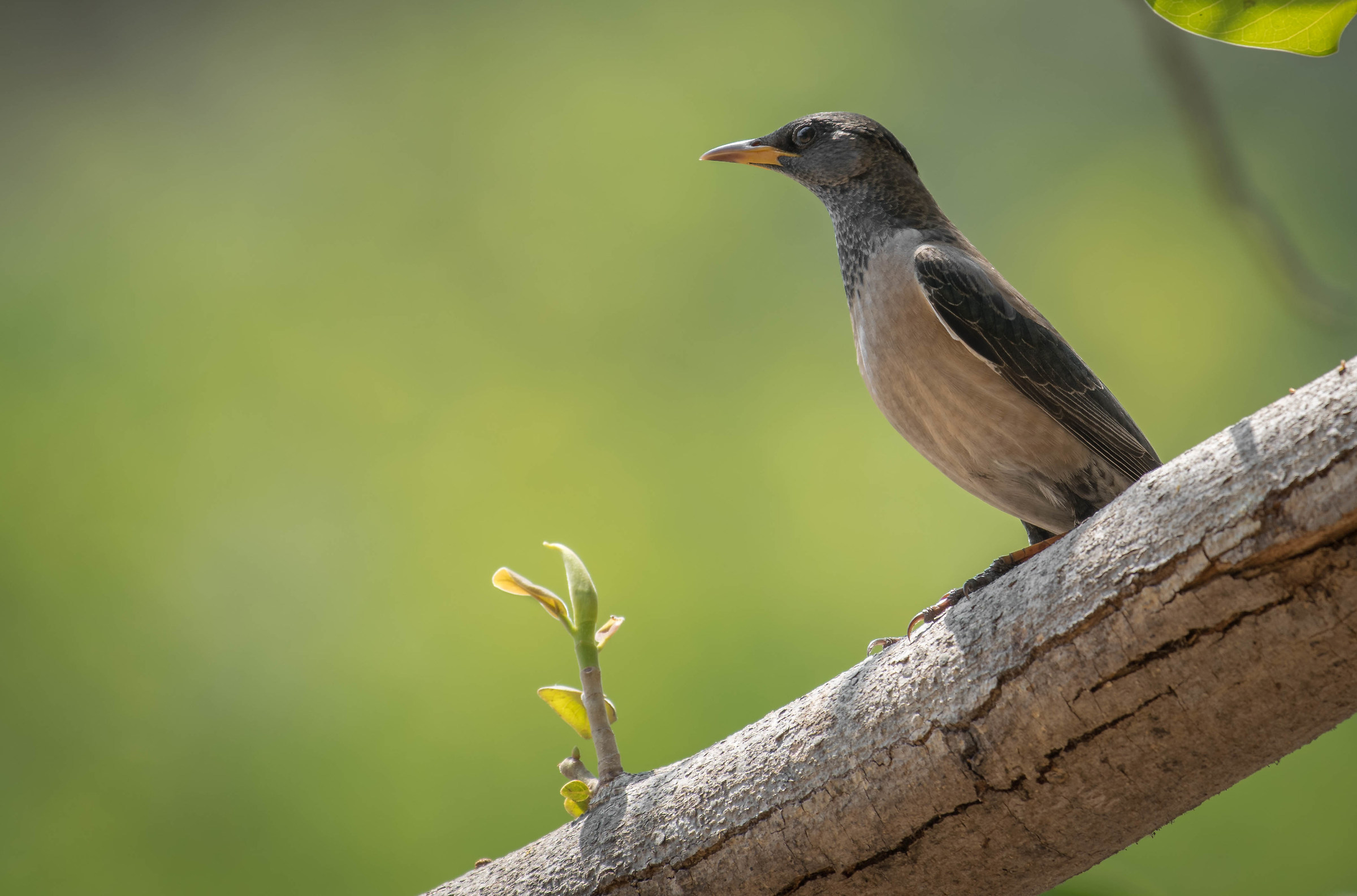 Rosy starling