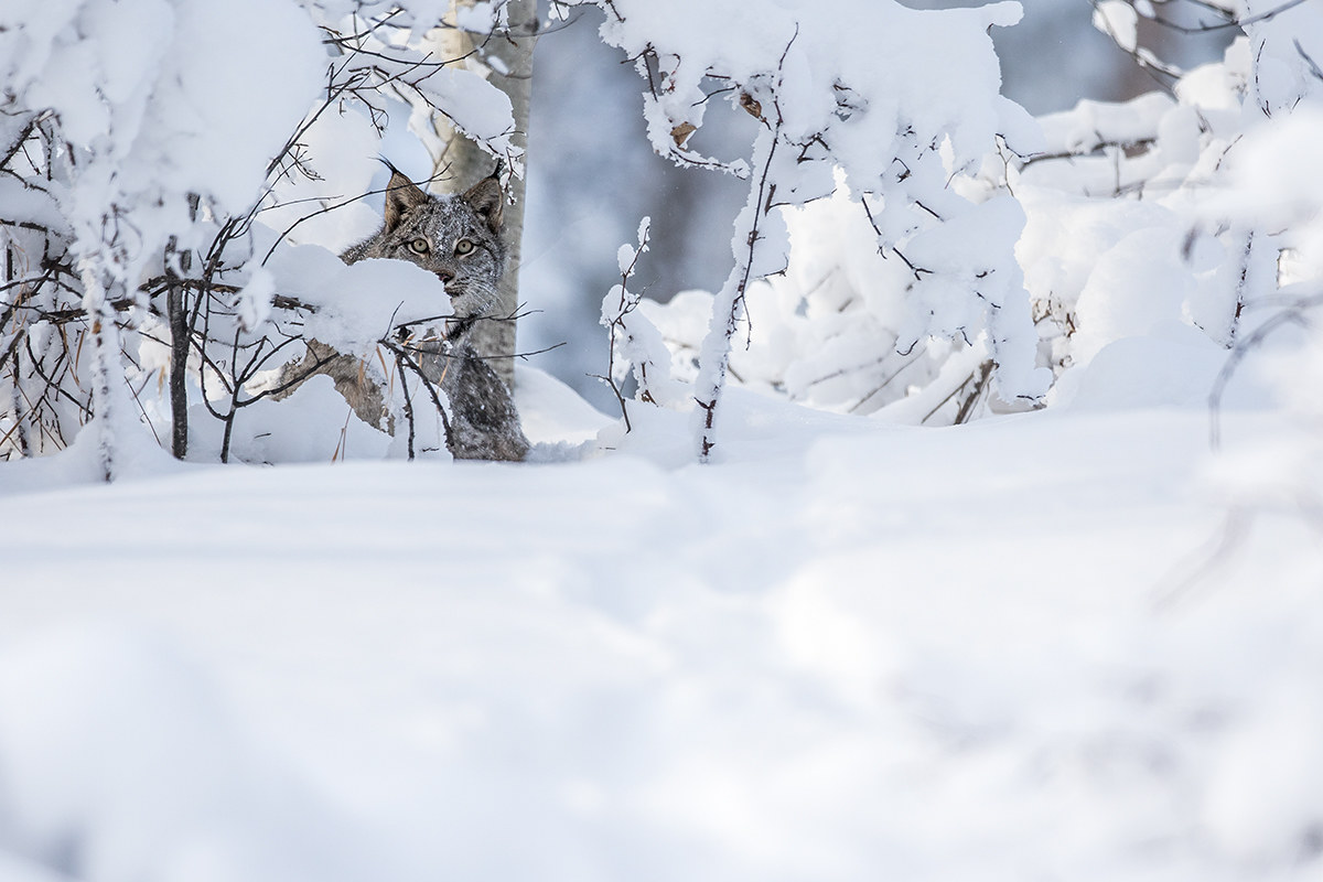Il Mimetismo della Lince