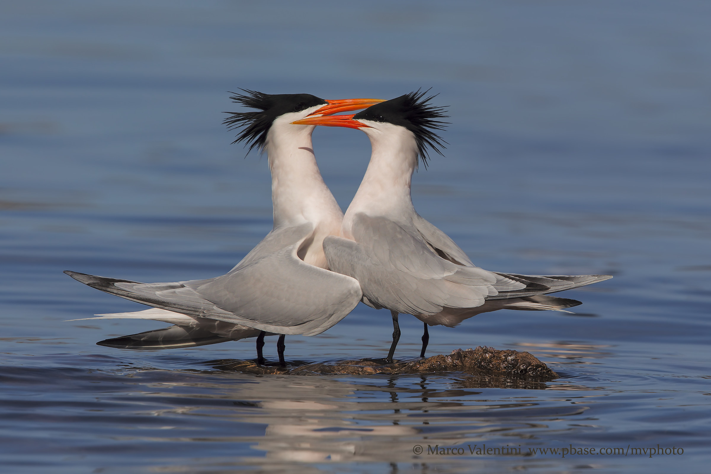 The small island of love