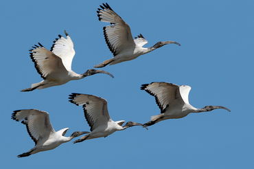 Threskiornis aethiopica