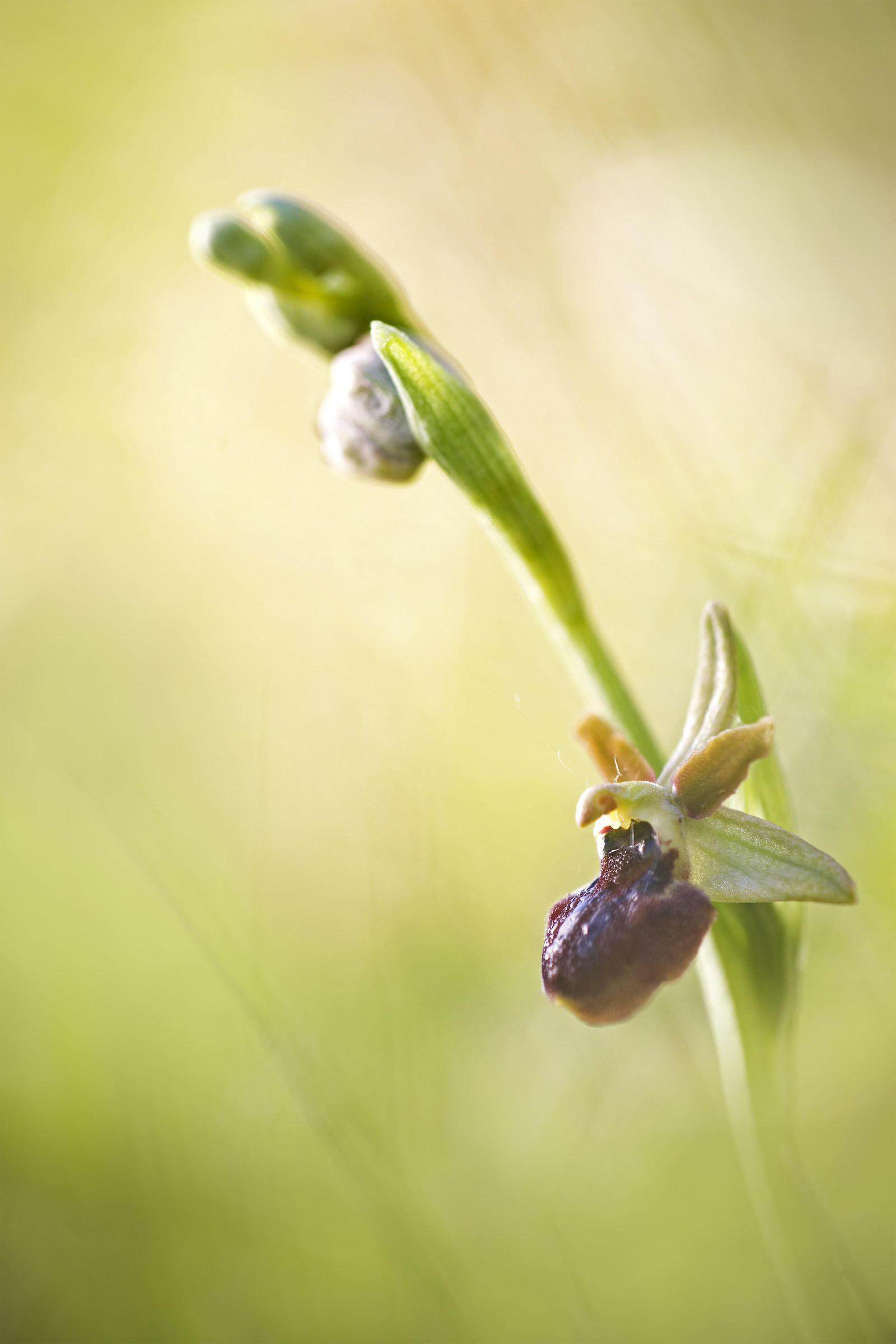 Ophrys sphegodes