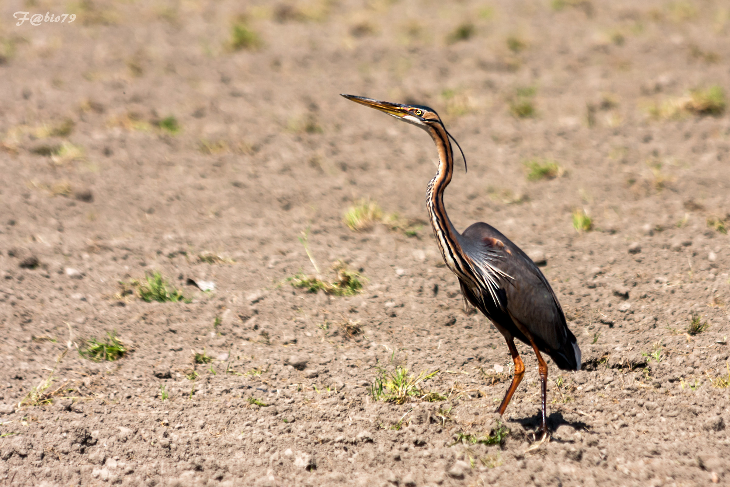 Airone rosso giovane
