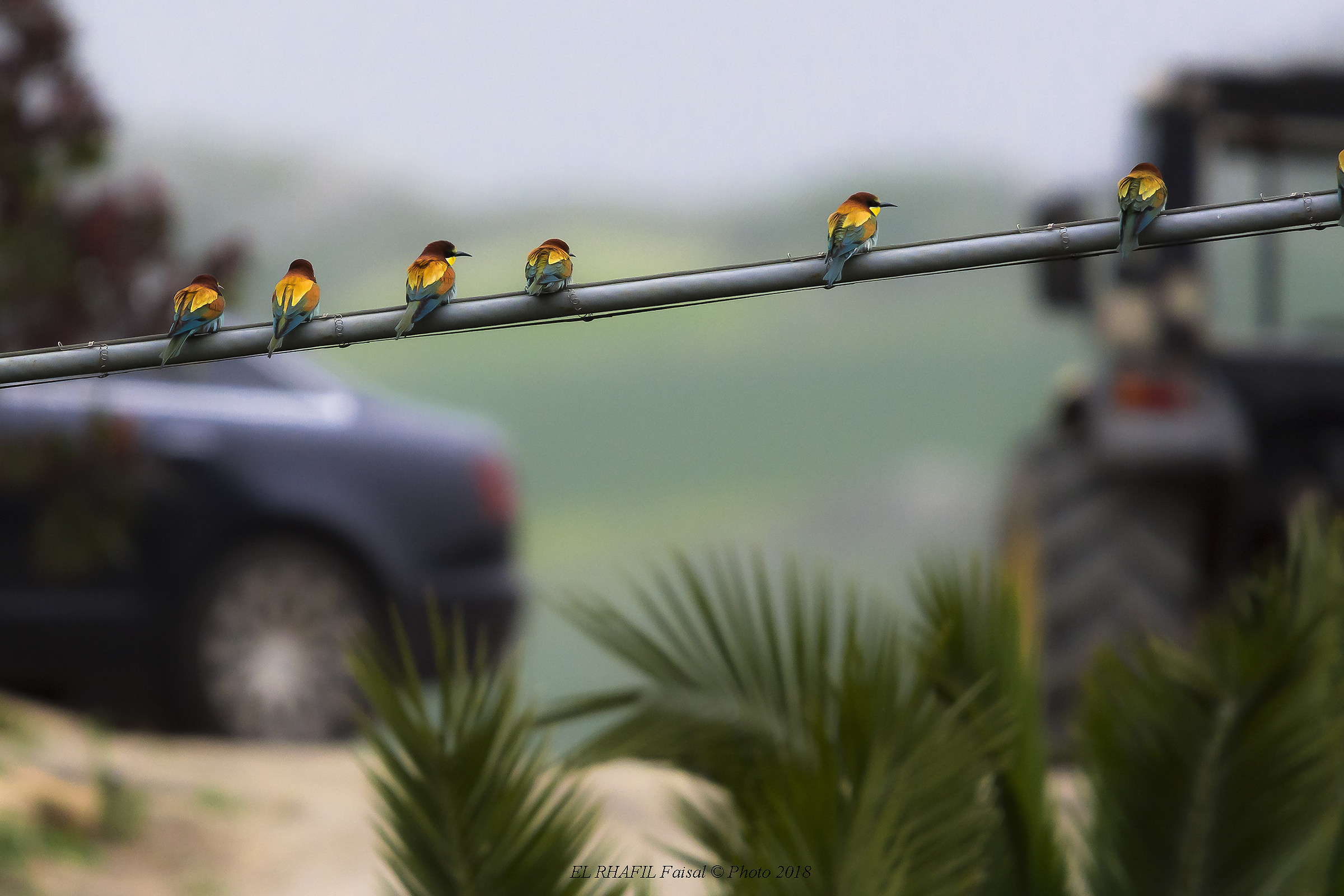 Gossip tea paparazzi - Gruccioni