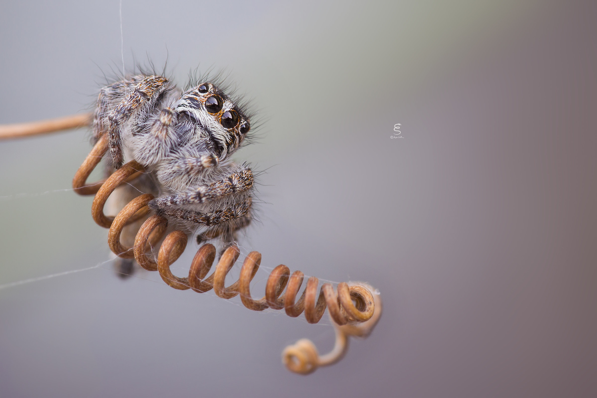 Philaeus chrysops &female; on passion flower vine