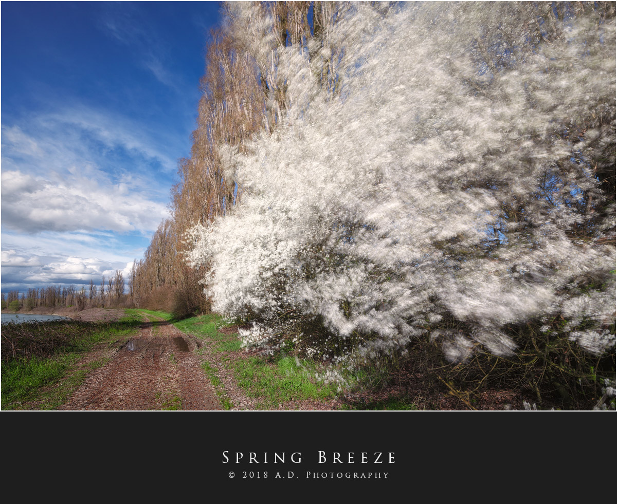 Spring Breeze