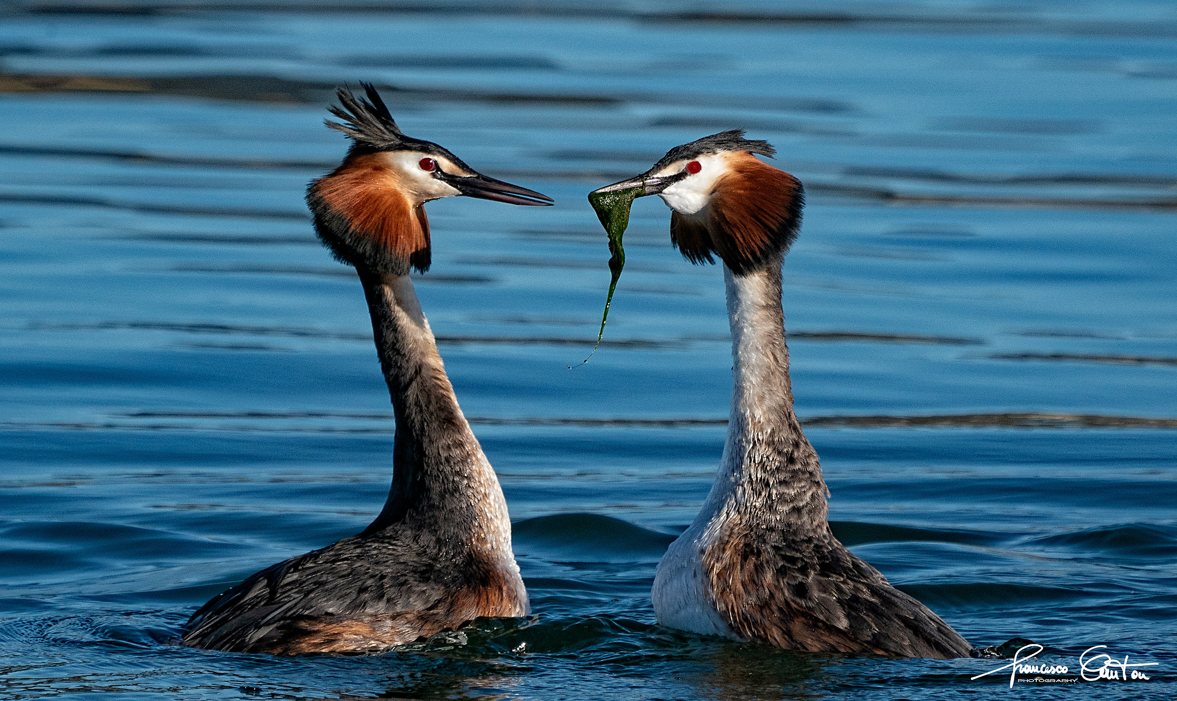 Svassi Maggiore il dono