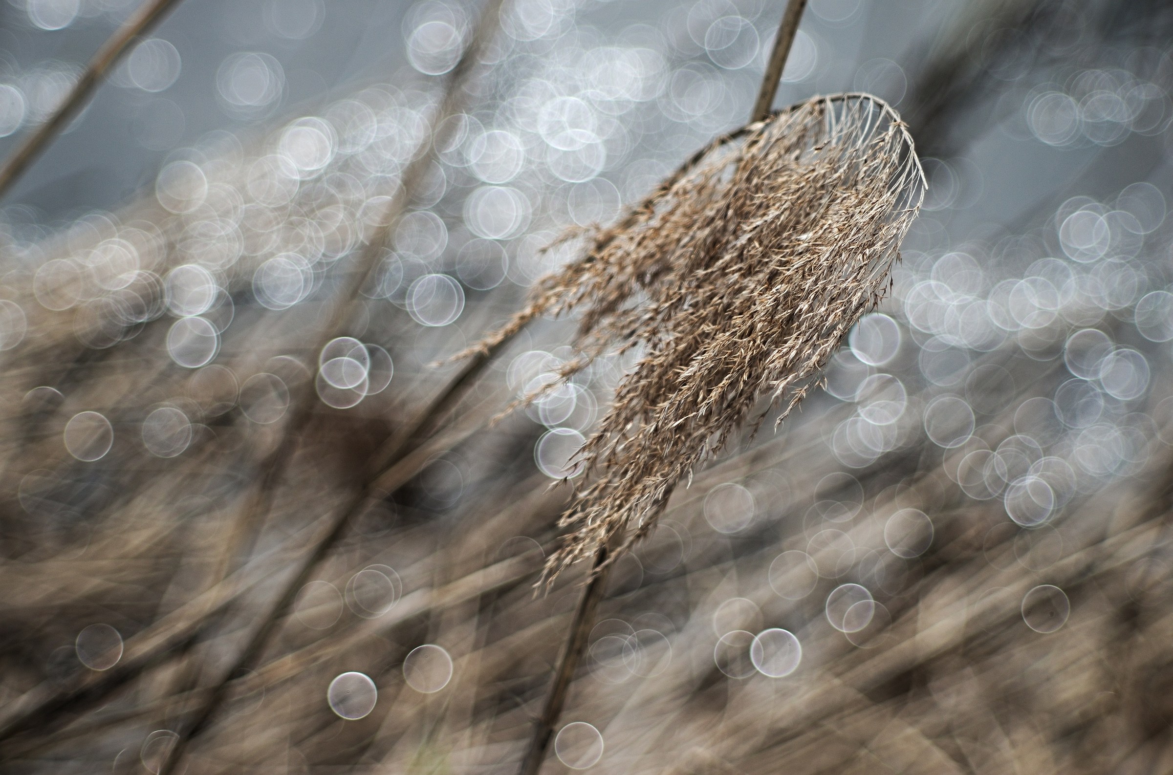 Medusa vegetable into the current