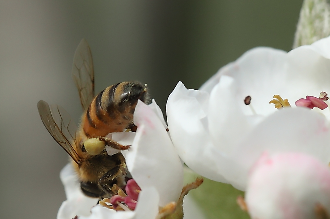 Il polline nella borsa non basta