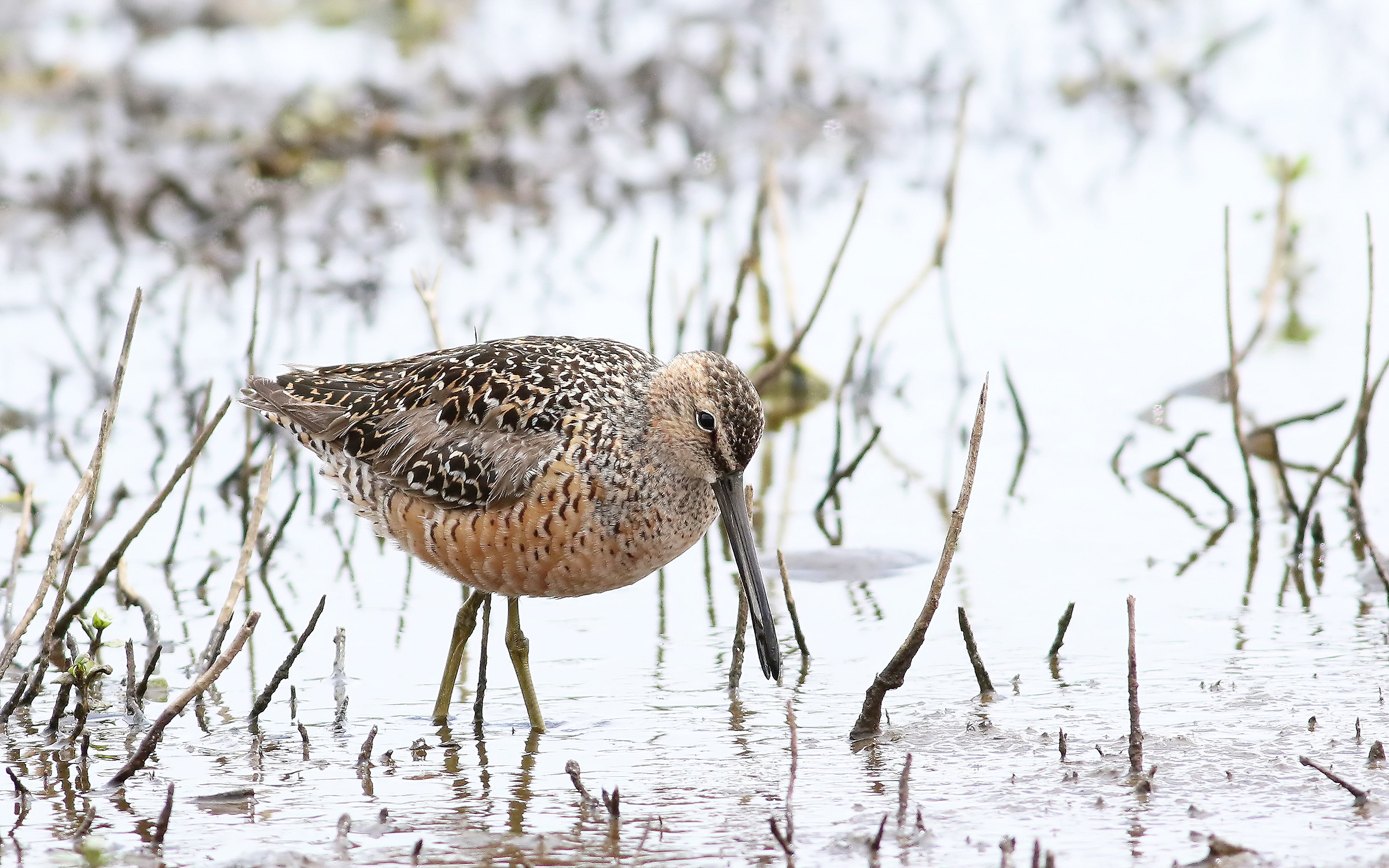 Piovanello pancianera a caccia.