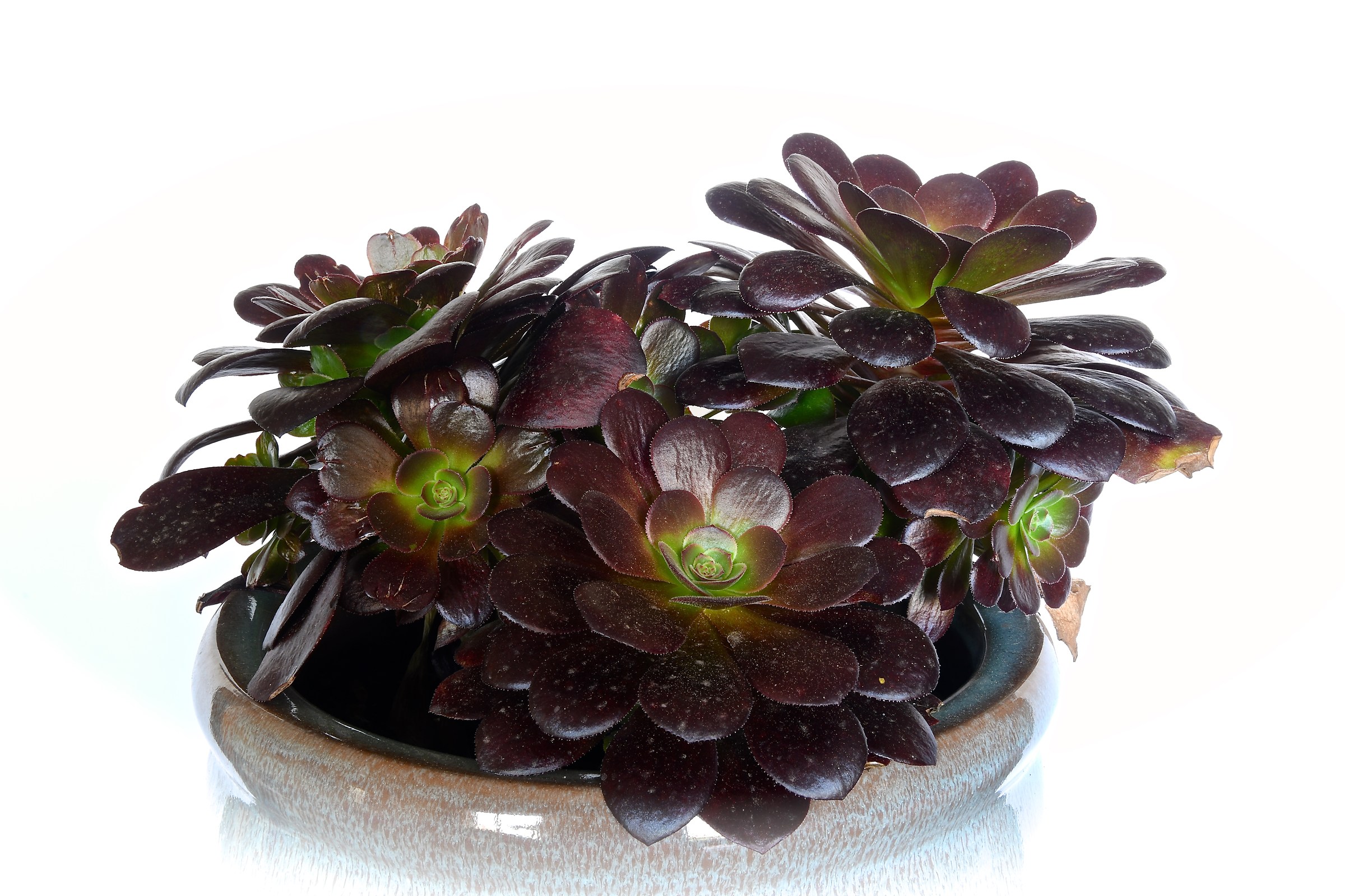 Aeonium arboreum