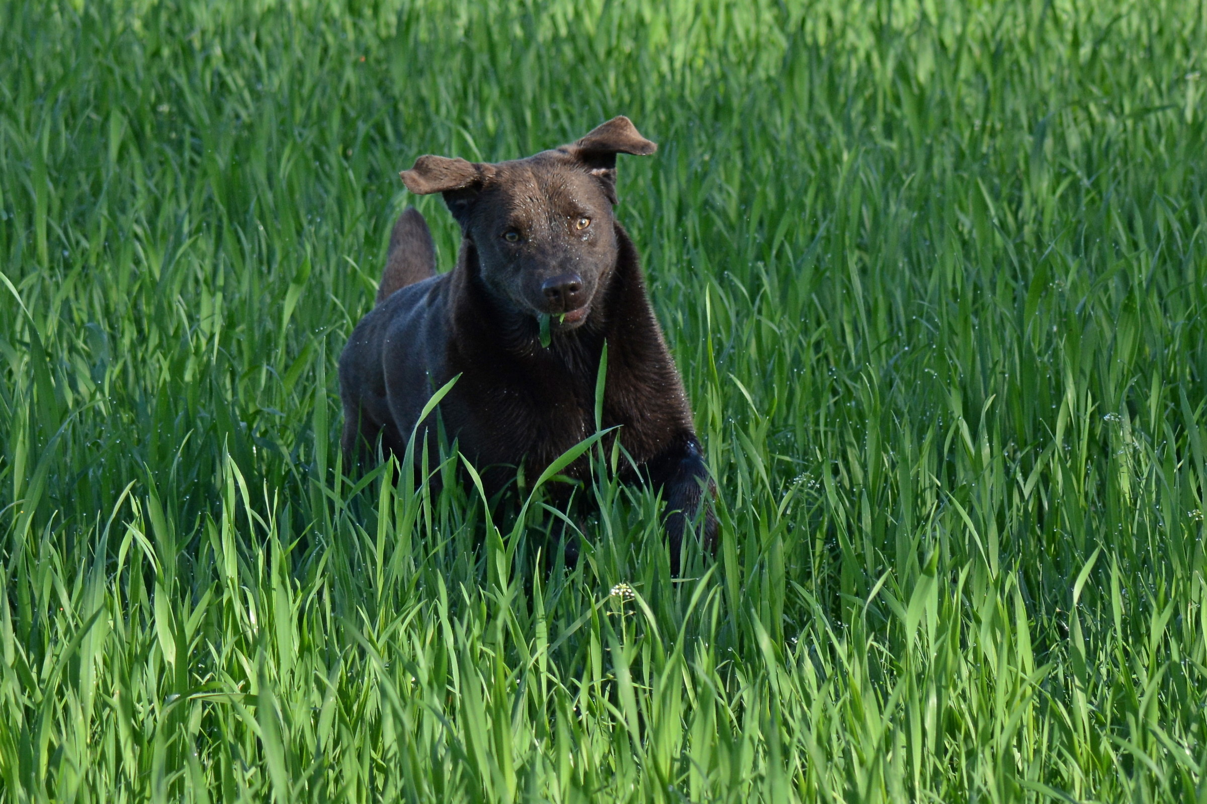 Labrador in the grass