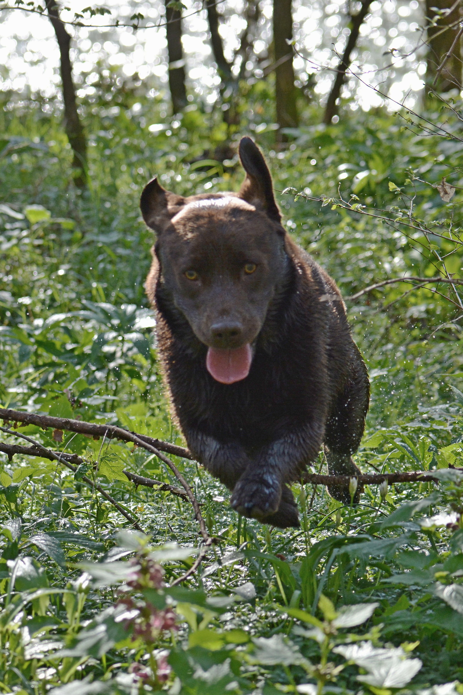 Labrador in race