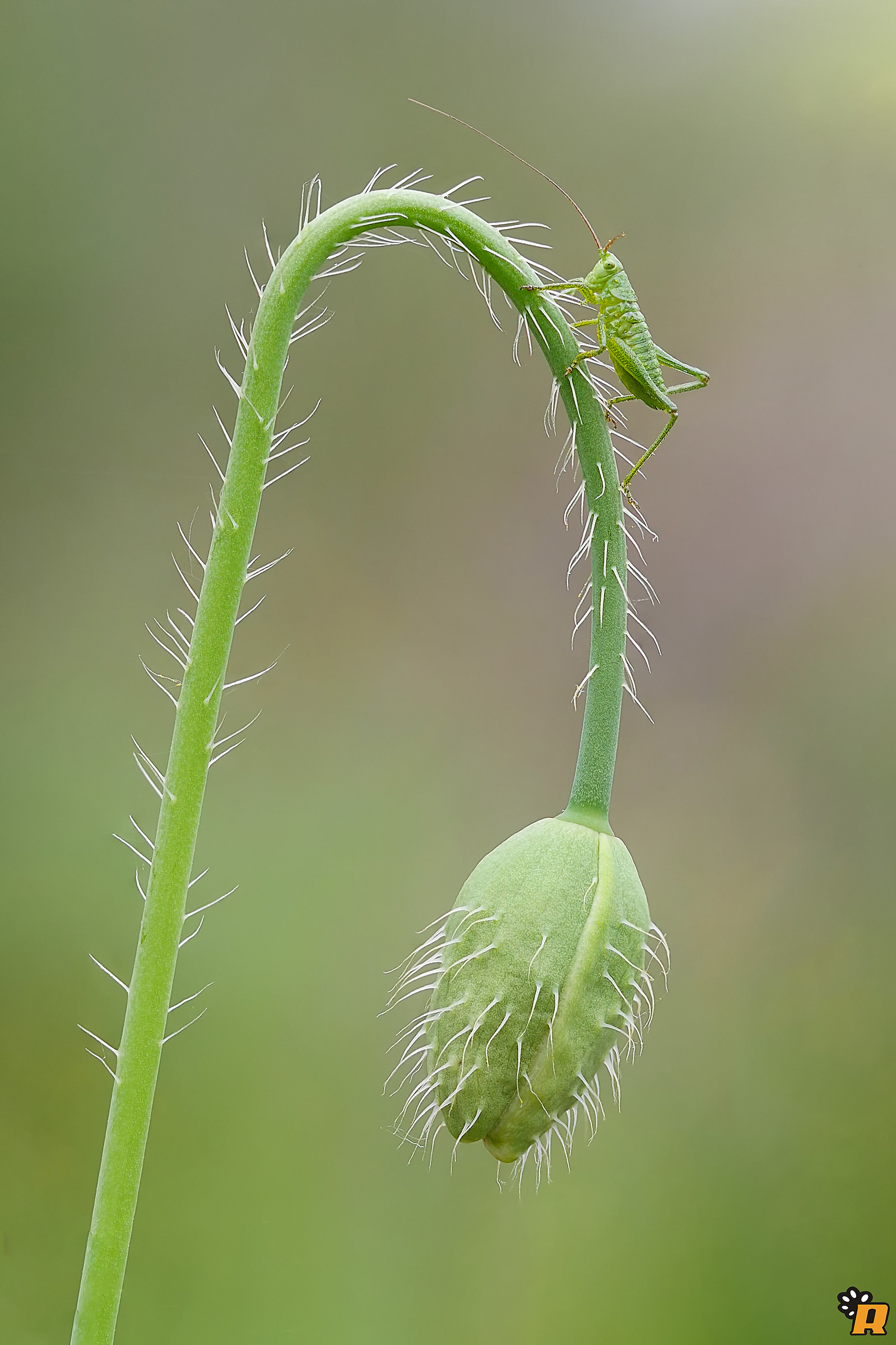 Lo sai che i papaveri son alti, alti alti...