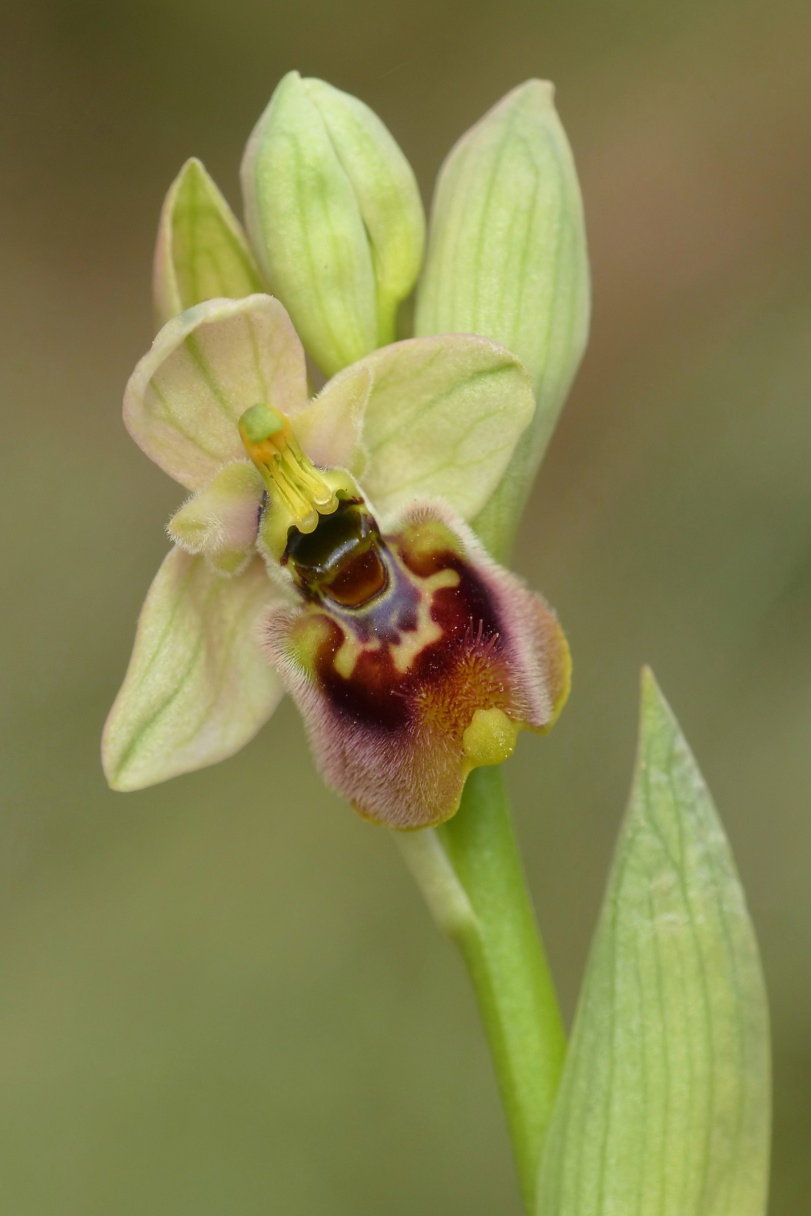 Ophrys tenthredinifera subsp. neglecta
