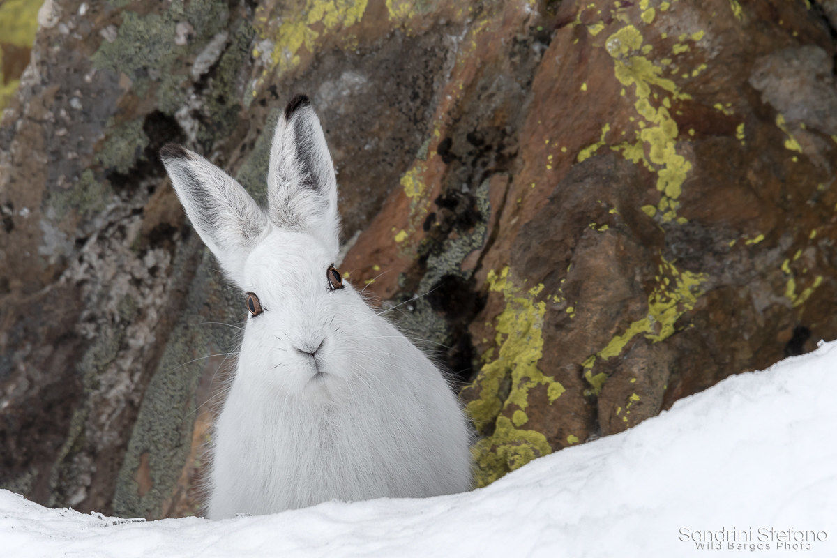Mountain Hare